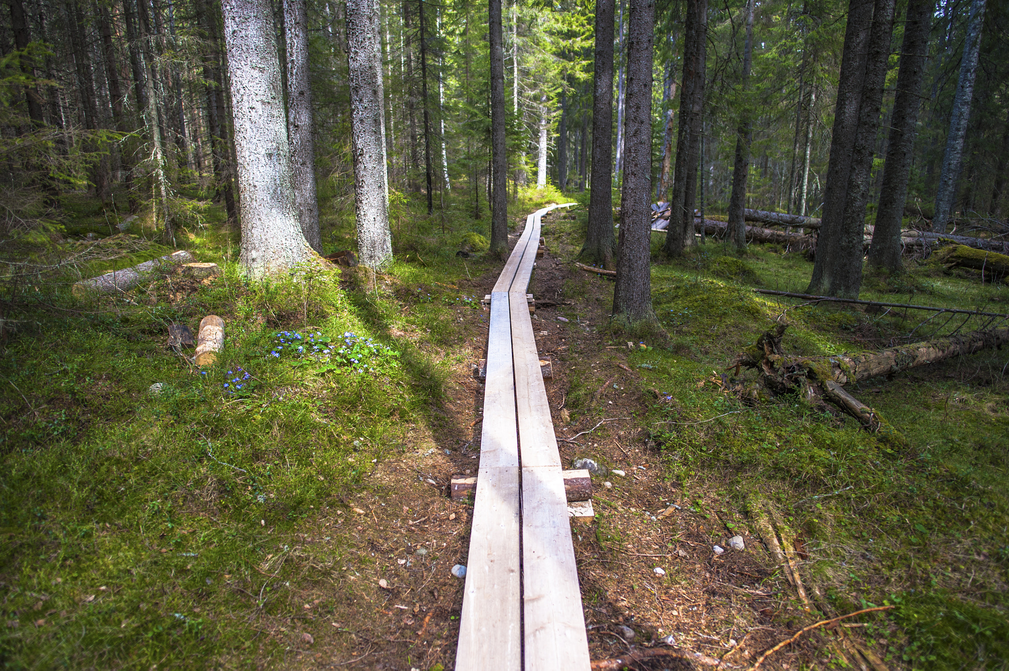 Nikon D700 + Nikon AF-S Nikkor 20mm F1.8G ED sample photo. Forest path photography