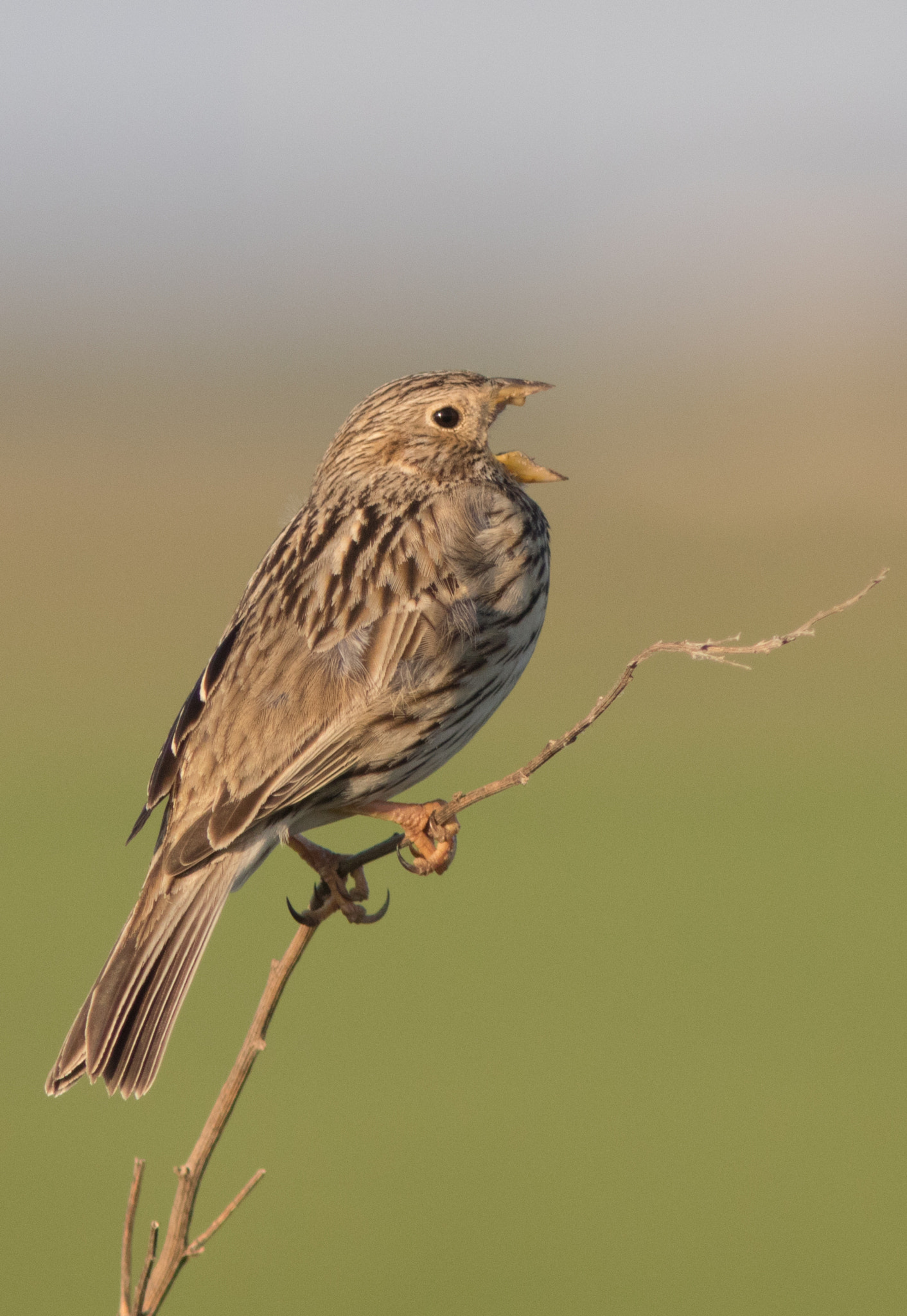 Canon EOS 80D + Canon EF 300mm F4L IS USM sample photo. Bomlærke - corn bunting photography