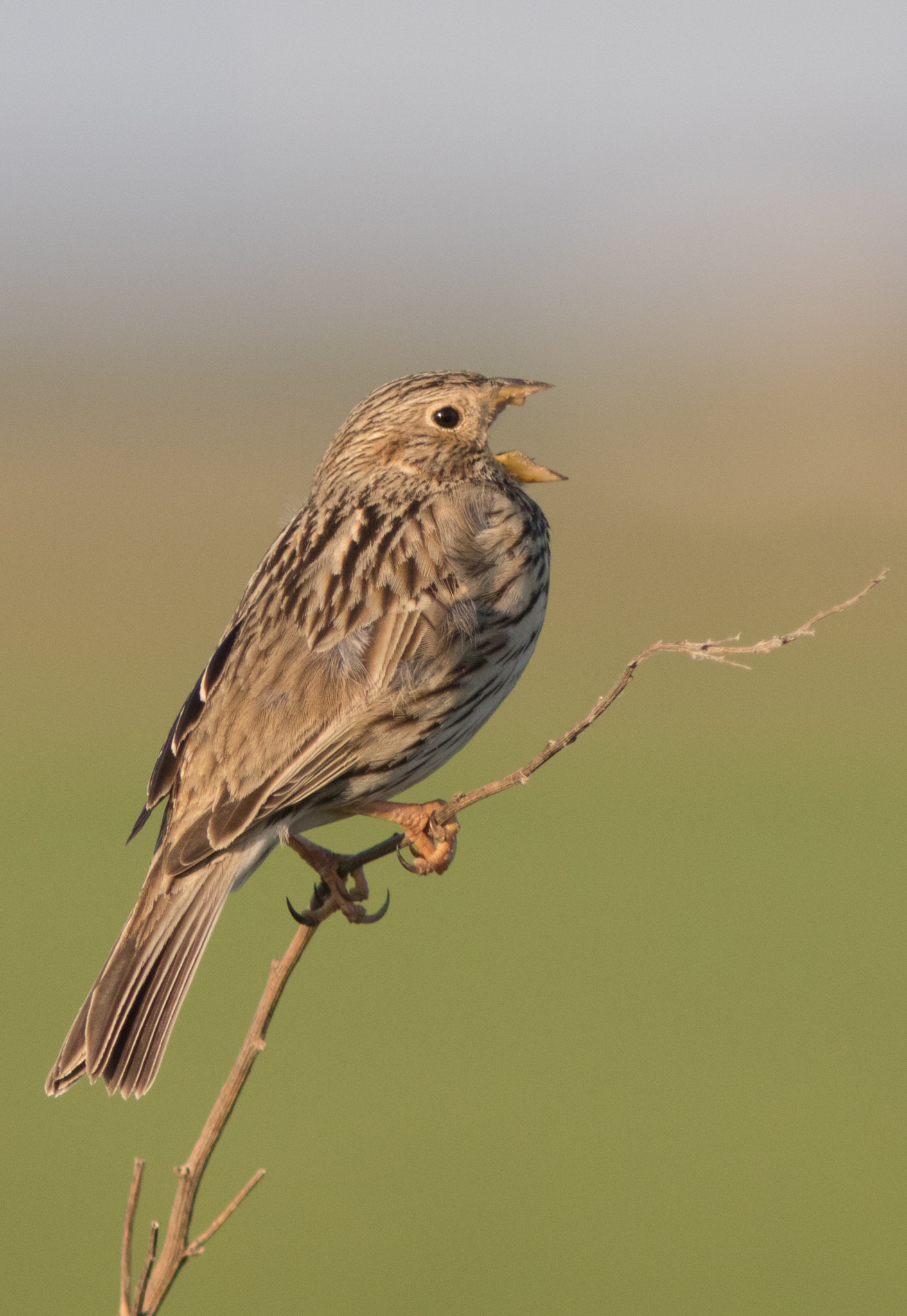 Canon EF 300mm F4L IS USM sample photo. Bomlærke - corn bunting photography