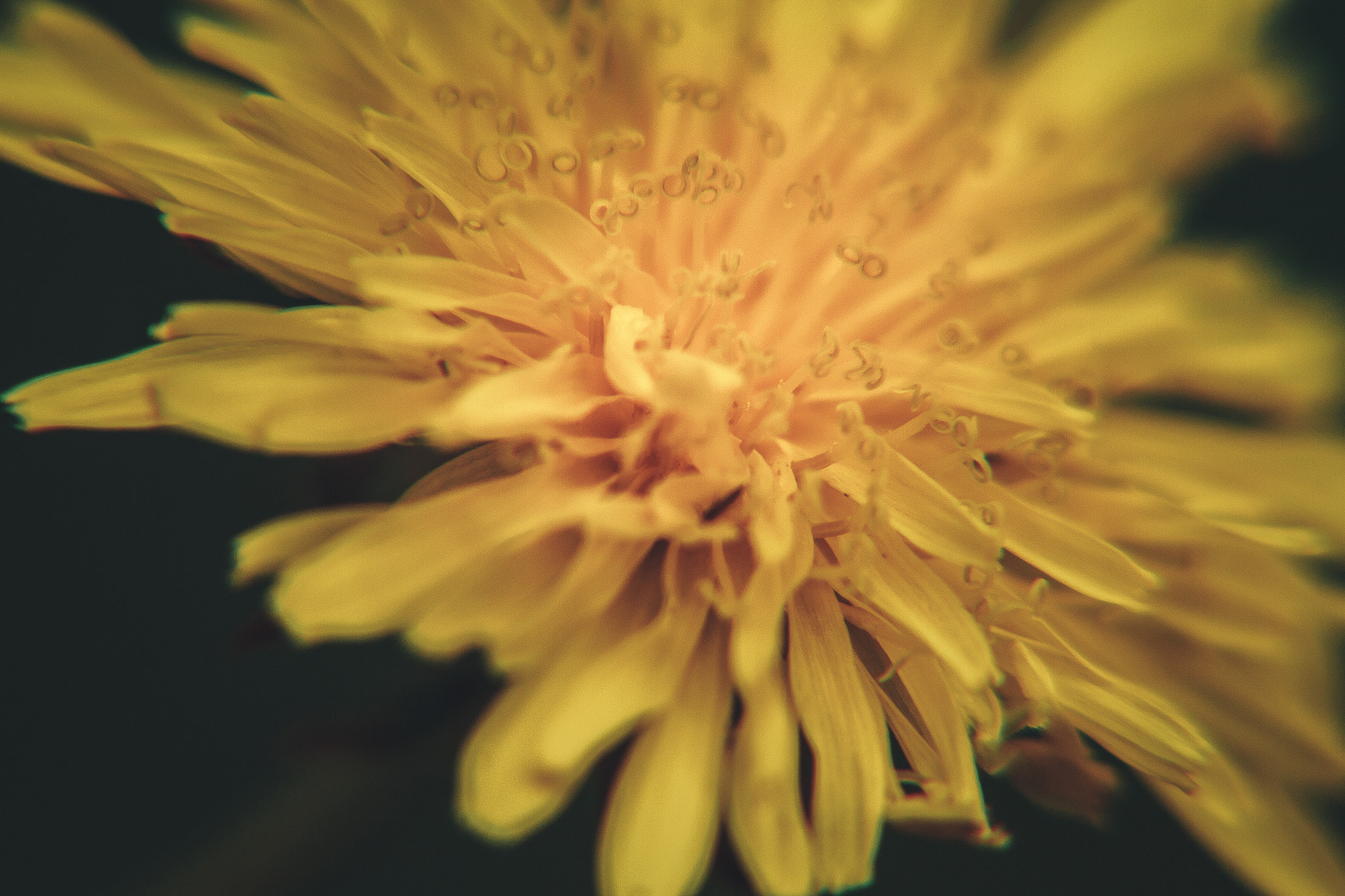 Sigma 50-200mm F4-5.6 DC OS HSM sample photo. Dandelion photography