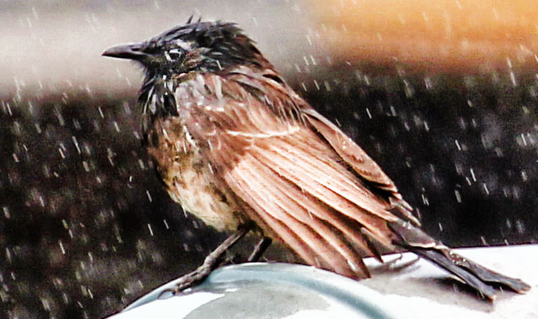 Canon EF 70-300mm F4-5.6L IS USM sample photo. In the rain photography