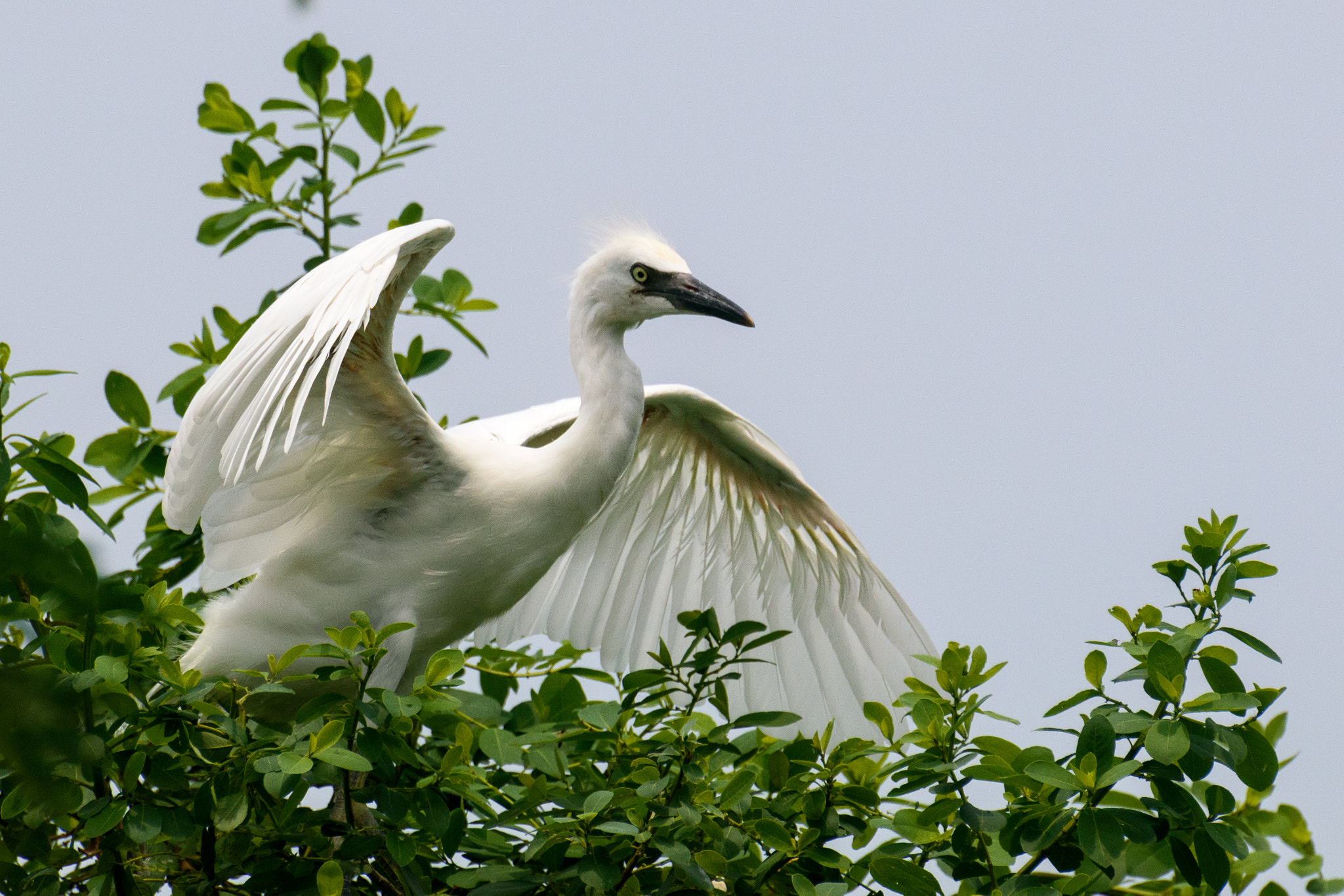 Nikon 1 J5 + VR 70-300mm f/4.5-5.6G sample photo. Little egret photography