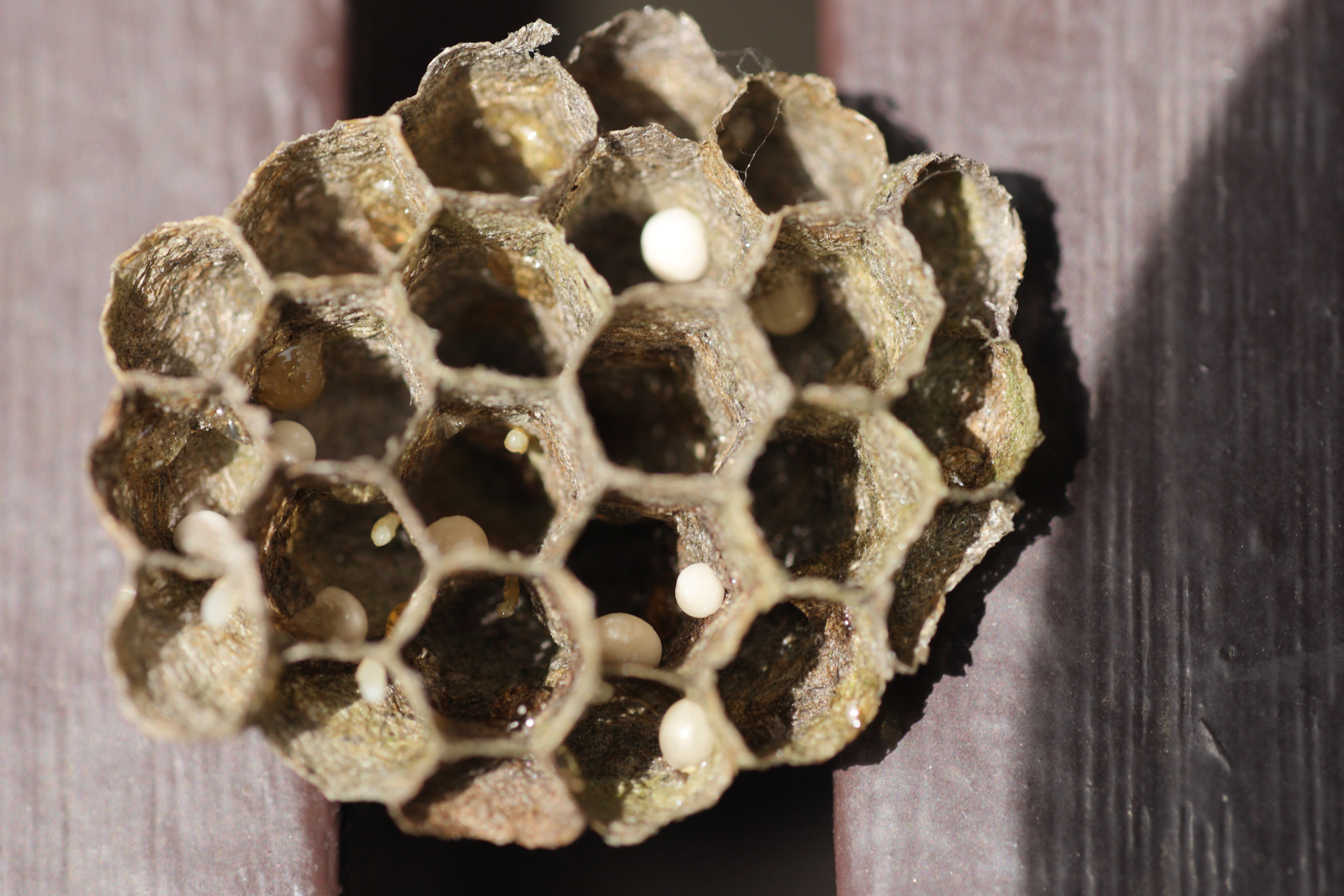 Canon EOS-1D Mark III + Tamron SP AF 90mm F2.8 Di Macro sample photo. Wasp's nest photography
