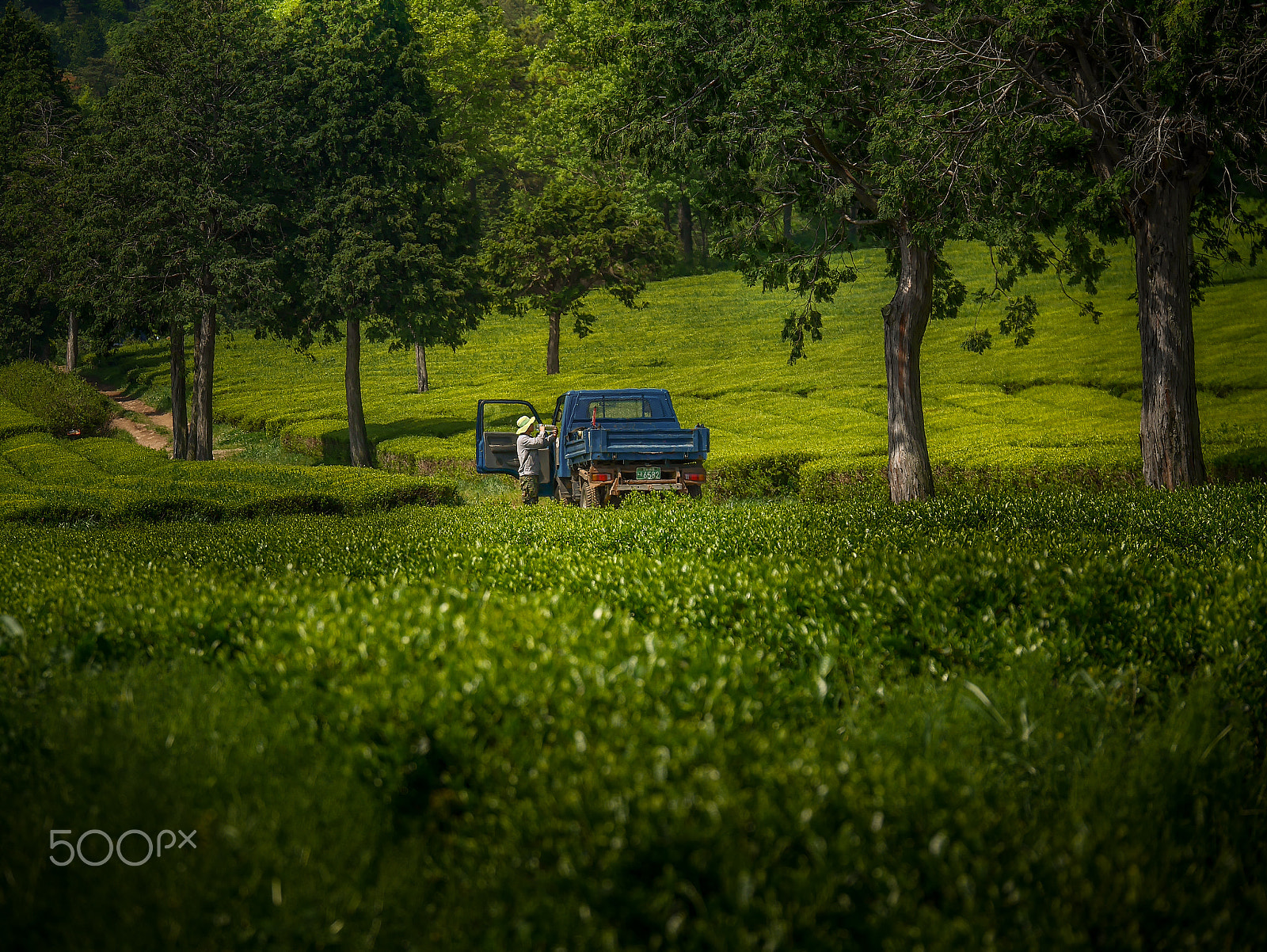 Panasonic Lumix G X Vario 35-100mm F2.8 OIS sample photo. The rest of the green photography