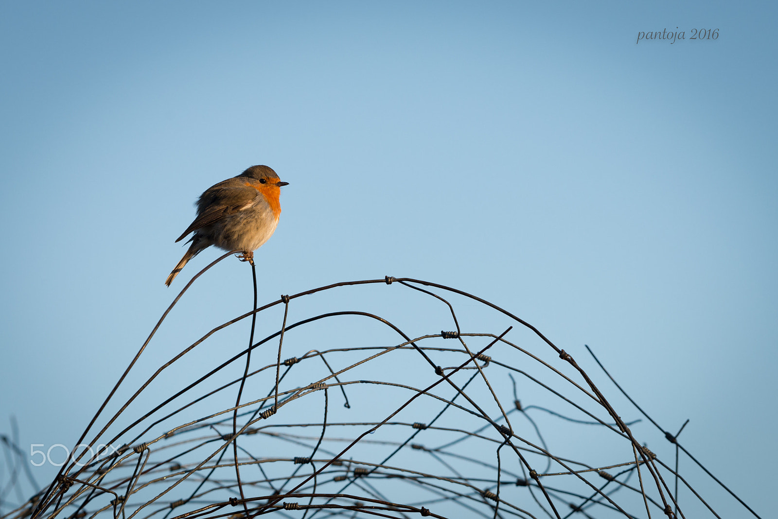 Nikon AF-S Nikkor 200-500mm F5.6E ED VR sample photo. Robin photography