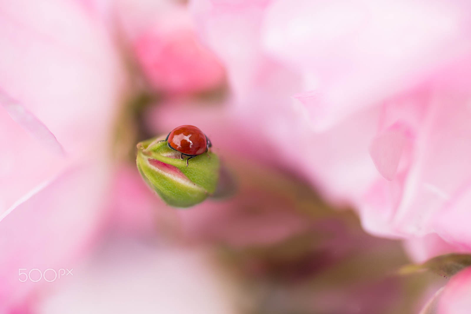 Canon EOS 70D + Canon EF 50mm F2.5 Macro sample photo. Spotless ladybug photography