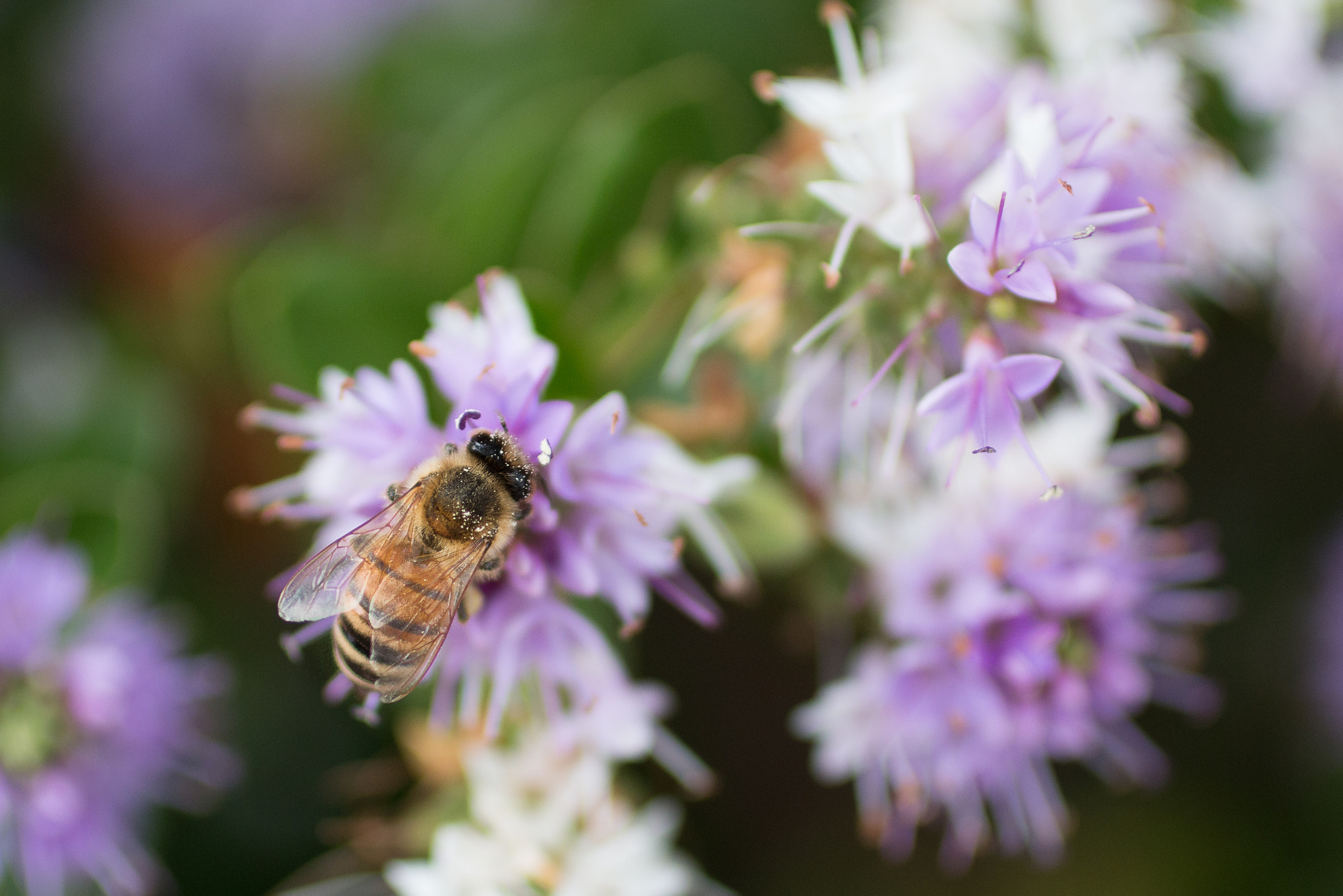 Canon EOS 70D + Canon EF 50mm F2.5 Macro sample photo. Bee photography