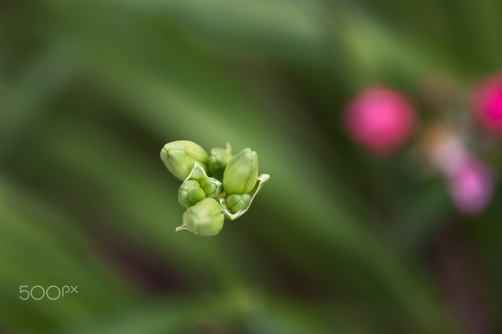 Canon EOS 70D + Canon EF 50mm F2.5 Macro sample photo. Waiting photography