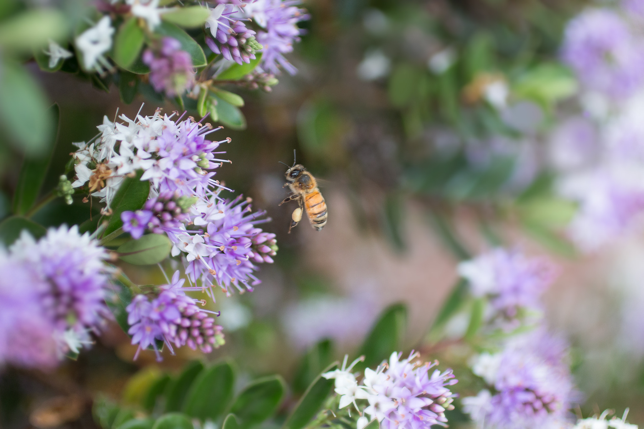 Canon EOS 70D + Canon EF 50mm F2.5 Macro sample photo. Bee photography