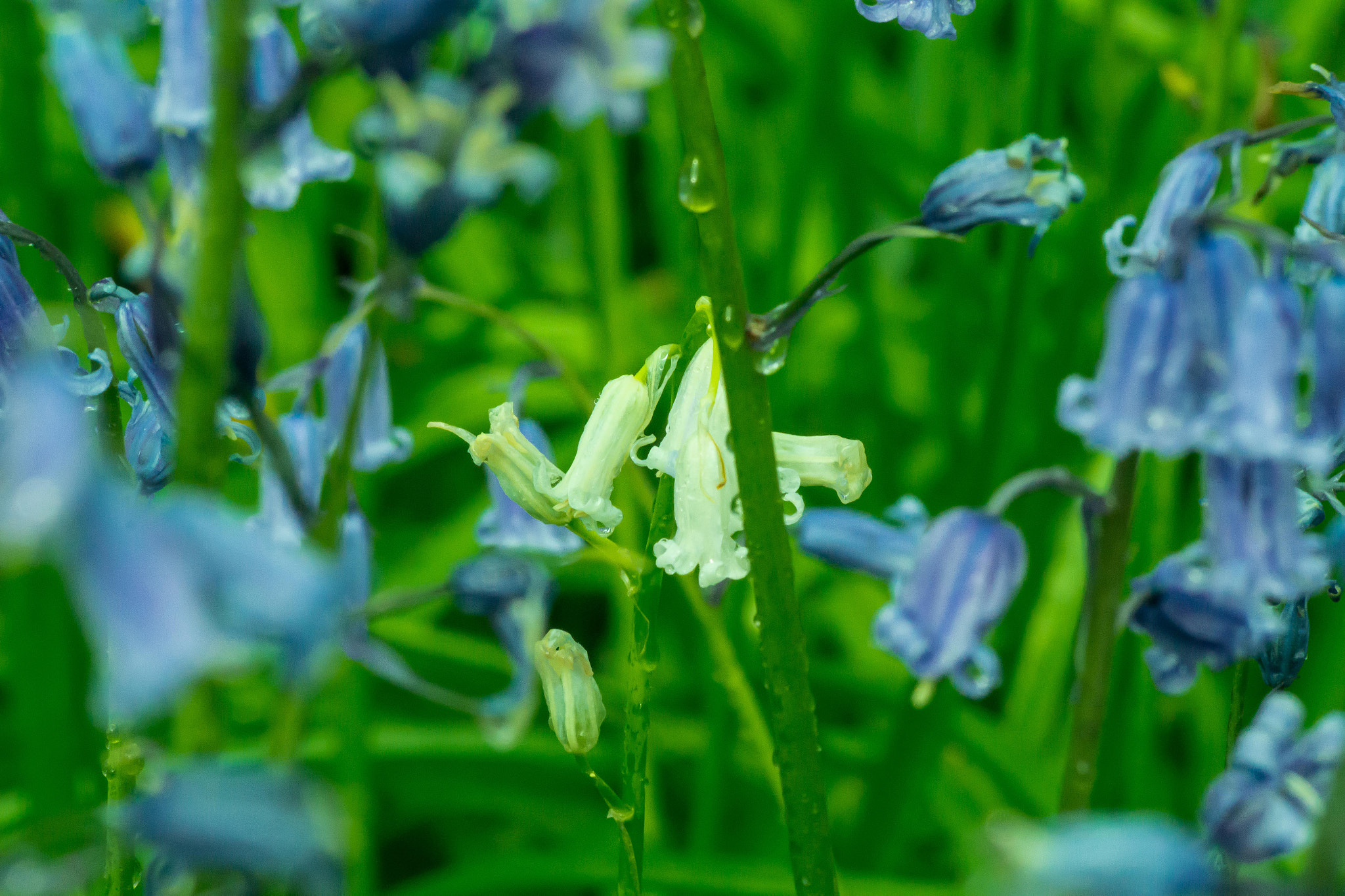 Sigma 70-300mm F4-5.6 DL Macro sample photo. Albino bluebell photography