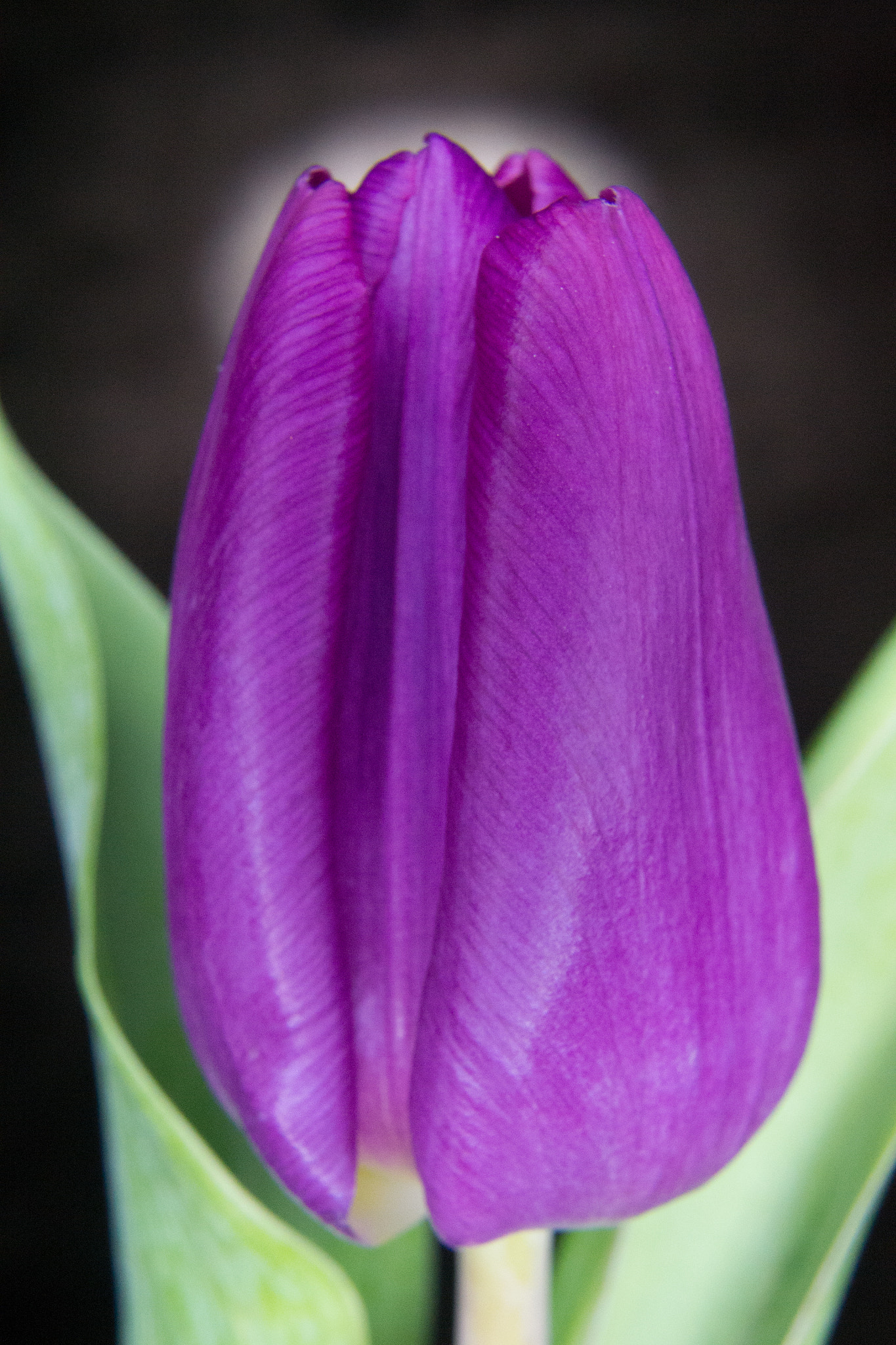 Nikon D3100 + Sigma 24mm F2.8 Super Wide II Macro sample photo. A tulip for roos photography