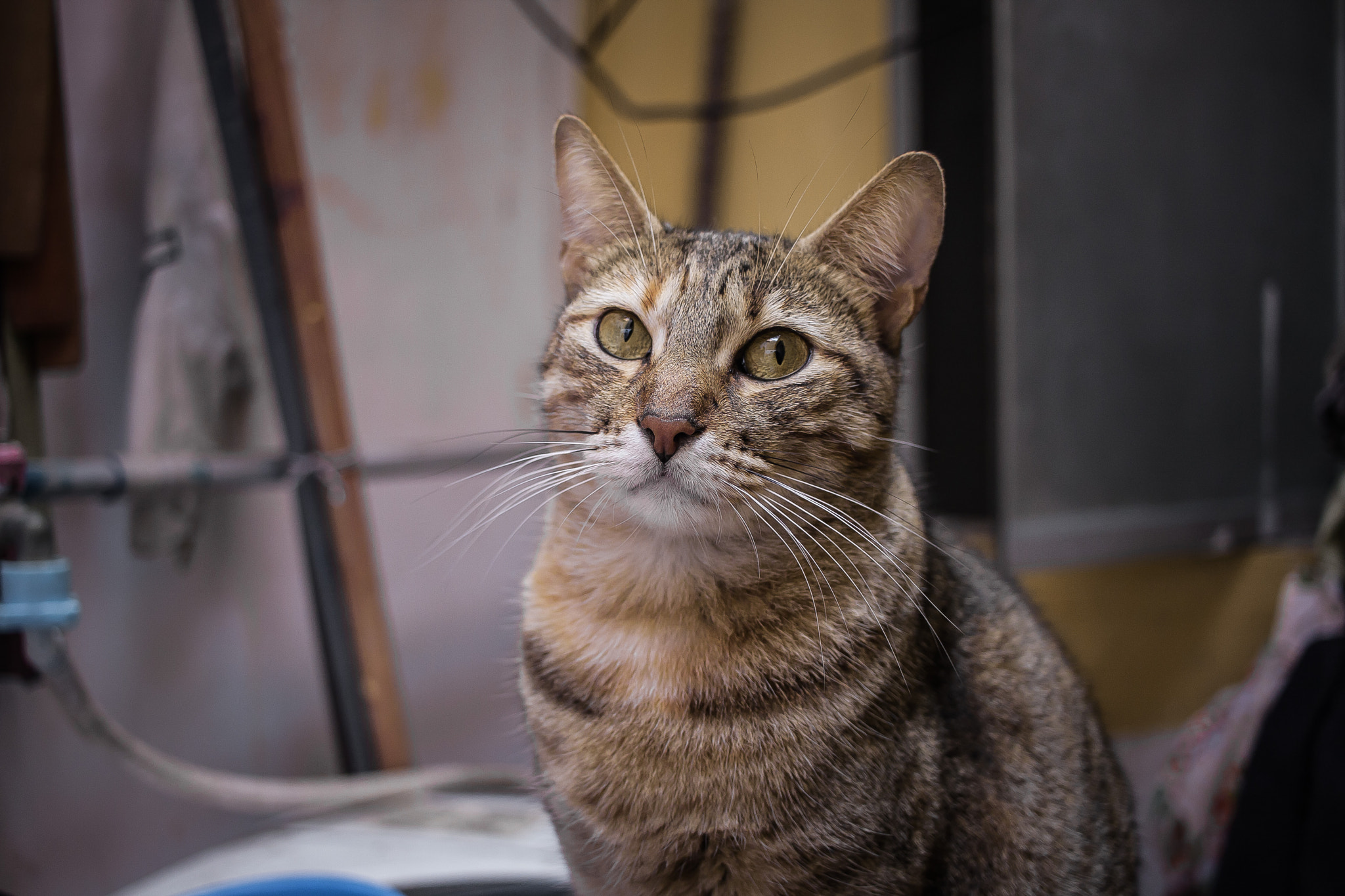 Canon EF-S 24mm F2.8 STM sample photo. Gata photography