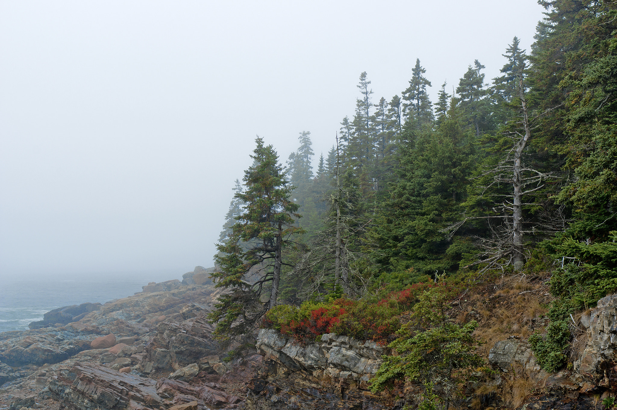 Pentax K-3 + Pentax smc FA 31mm F1.8 AL Limited sample photo. Acadiatreeline photography