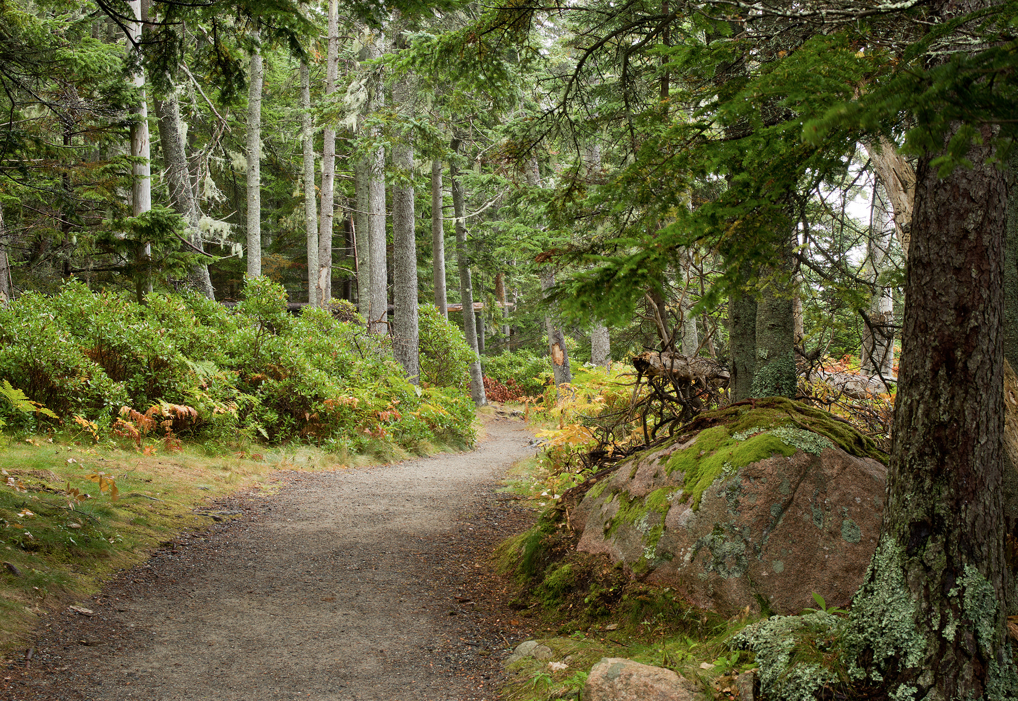 Pentax K-3 + Pentax smc FA 31mm F1.8 AL Limited sample photo. Acadia woods photography