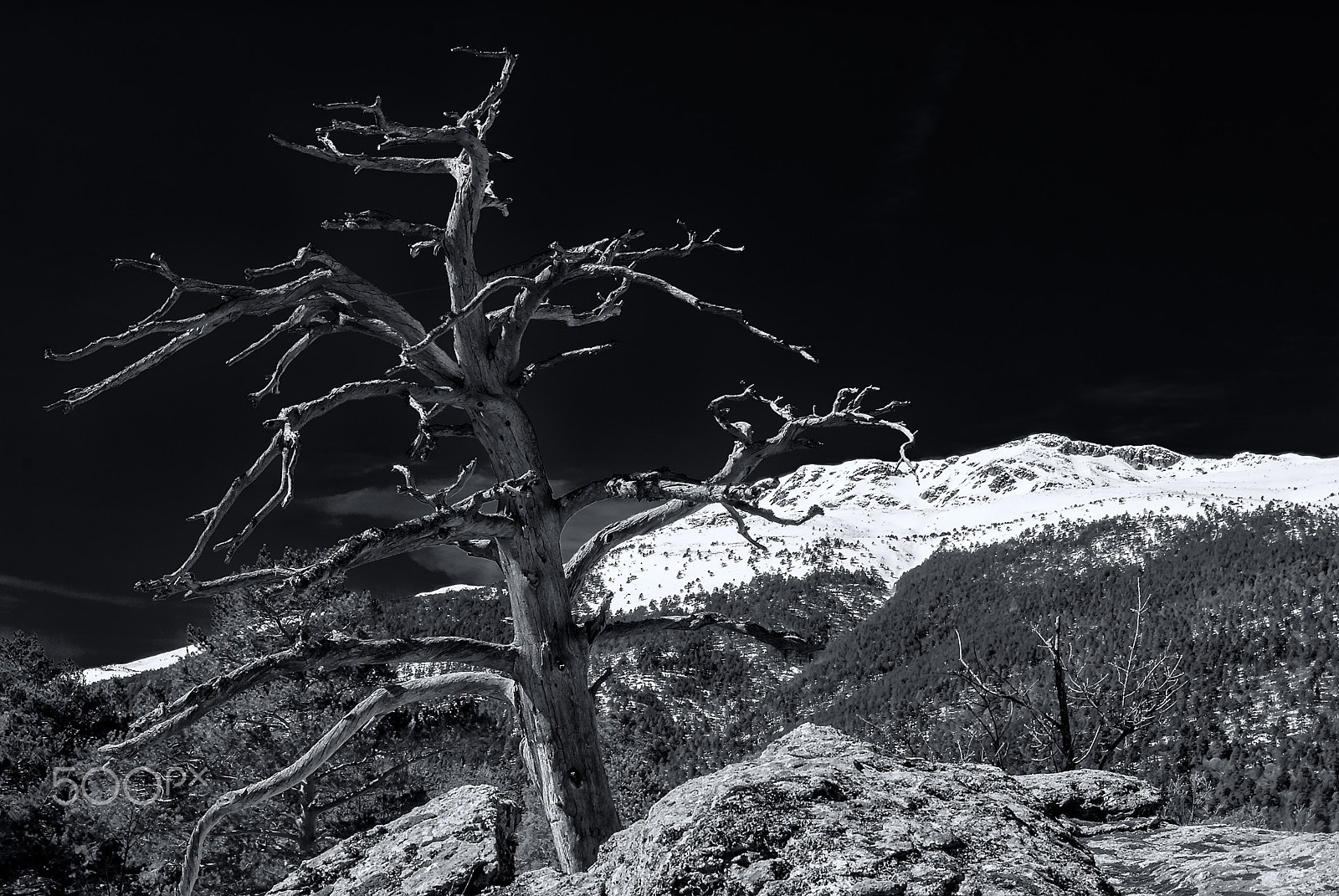 Sigma 17-70mm F2.8-4 DC Macro OS HSM | C sample photo. Dry tree watching peñalara photography