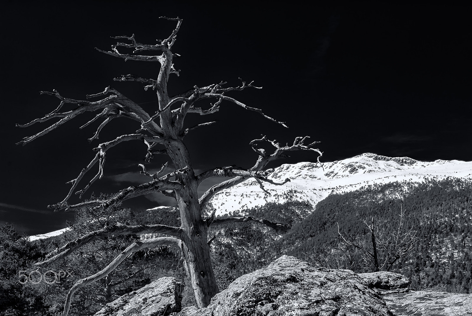 Nikon D40X + Sigma 17-70mm F2.8-4 DC Macro OS HSM | C sample photo. Dry tree watching peñalara photography