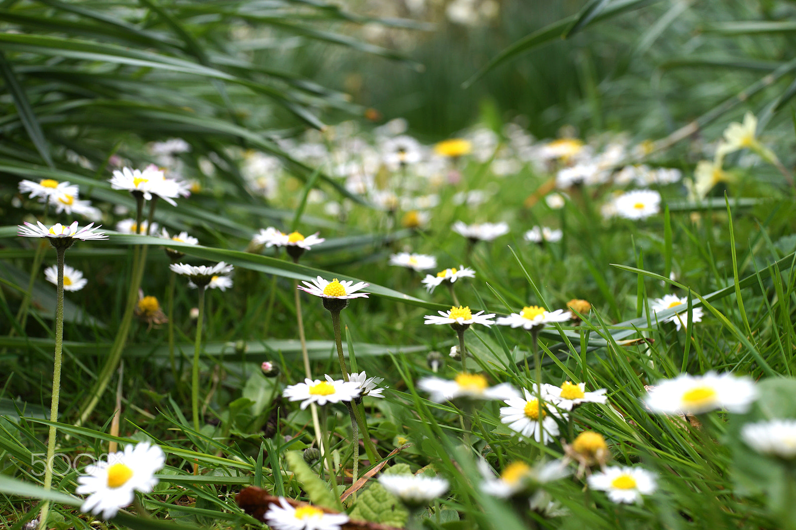 Sony Cyber-shot DSC-RX1R + Sony 35mm F2.0 sample photo. Daisies at eye level photography