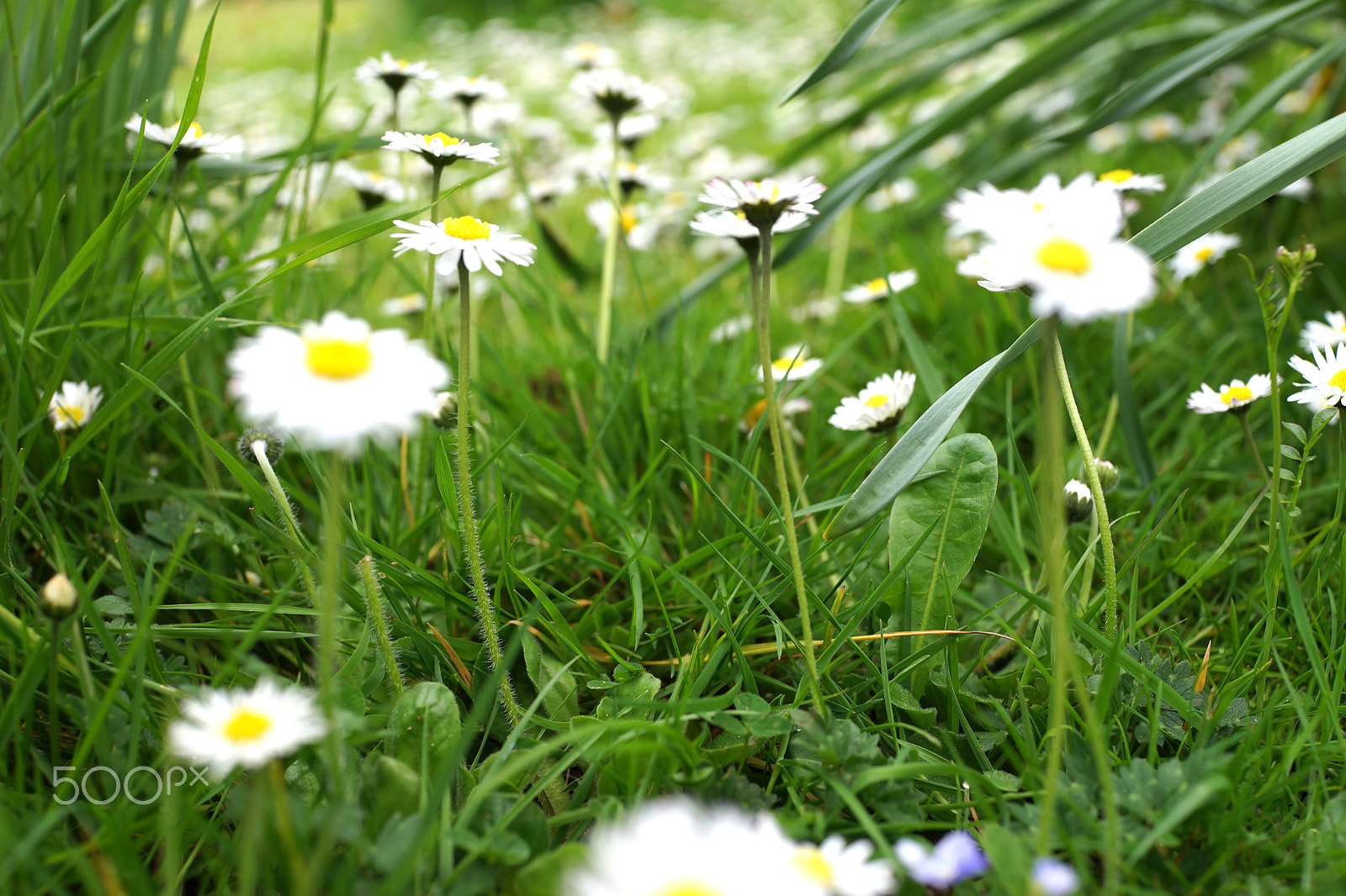 Sony Cyber-shot DSC-RX1R + Sony 35mm F2.0 sample photo. More daisies photography