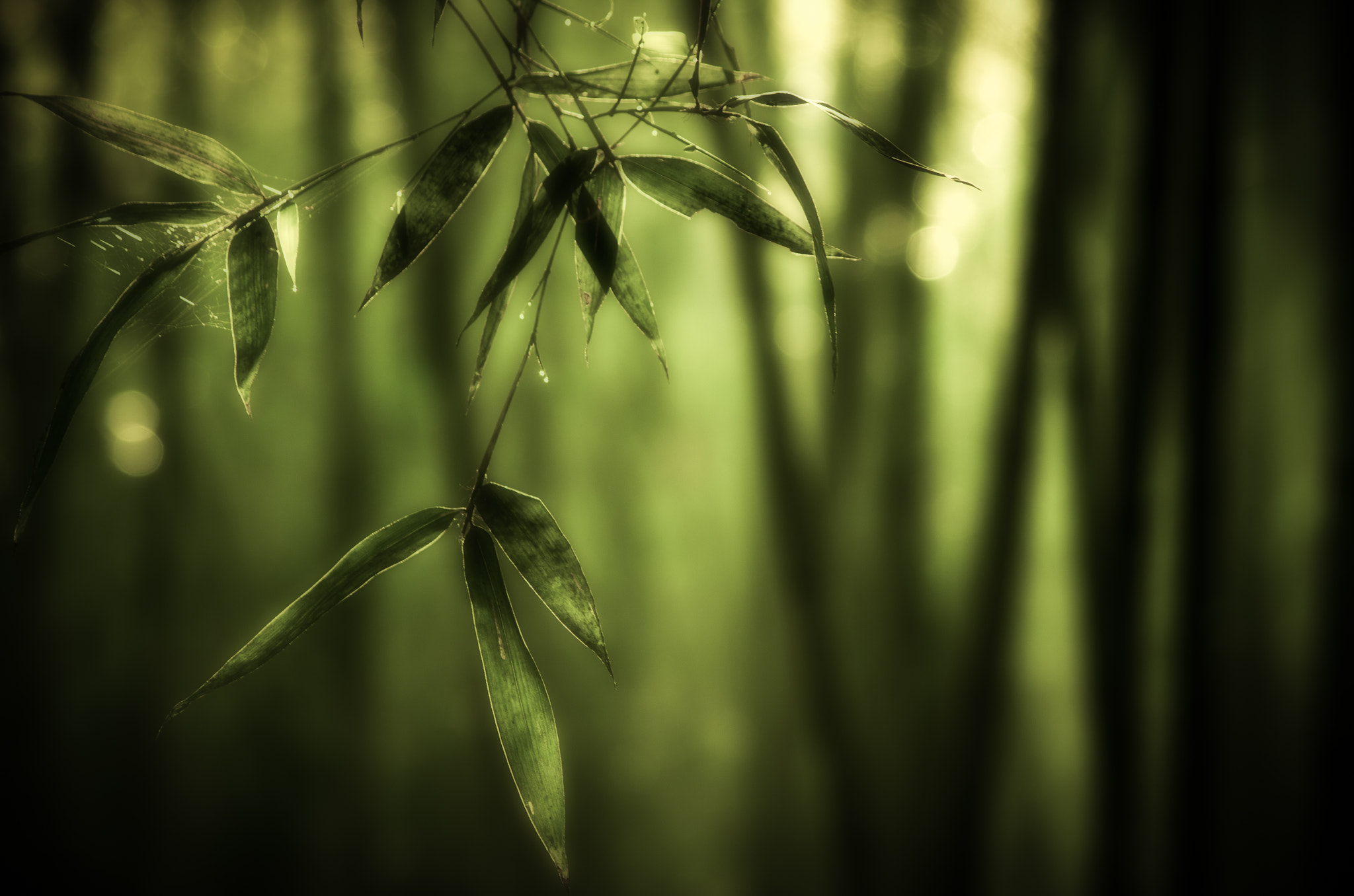 smc PENTAX-DA L 55-300mm F4-5.8 ED sample photo. 晨 photography
