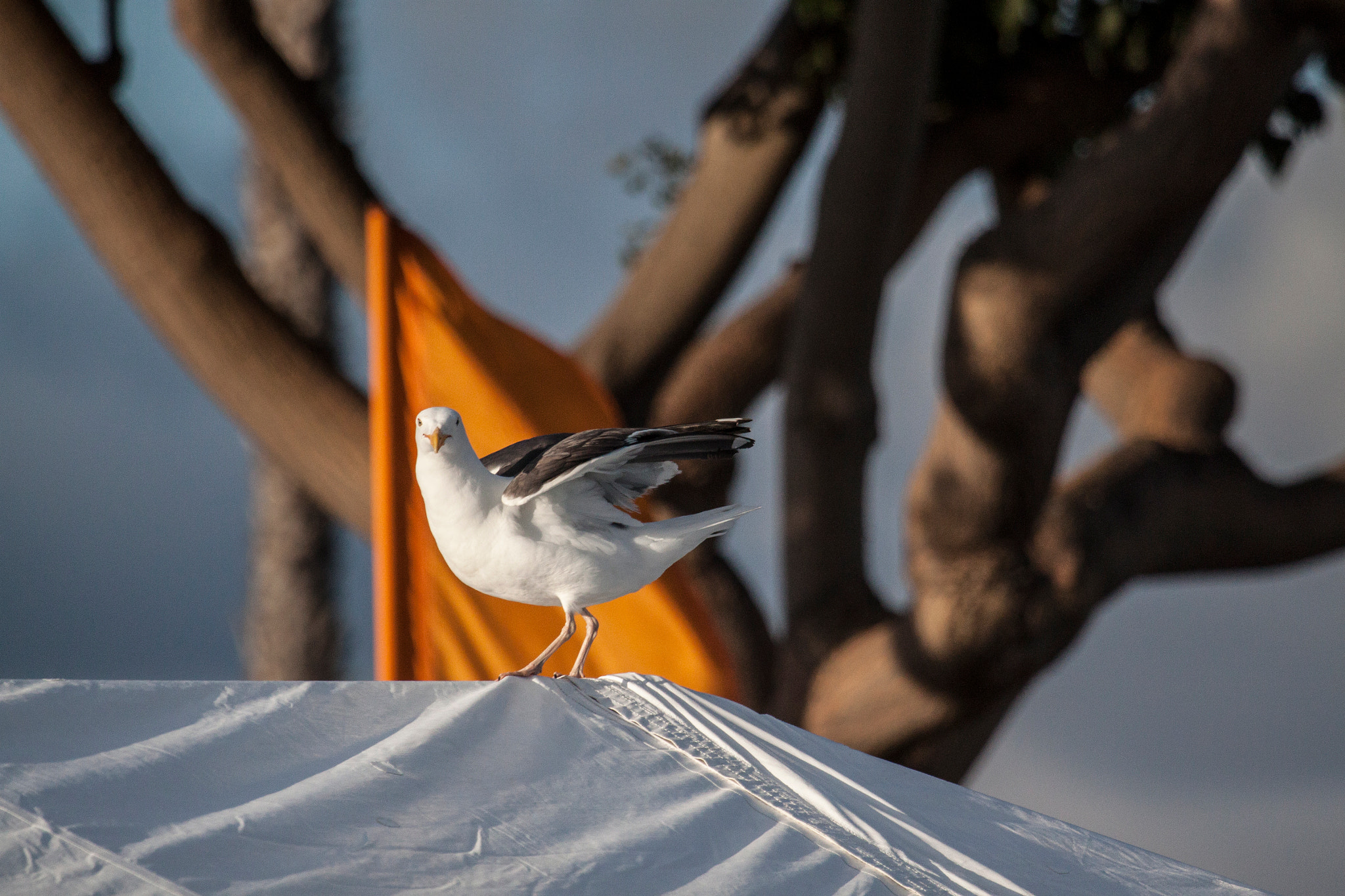 Canon EF 100-400mm F4.5-5.6L IS USM sample photo. Gull gator by the bay photography