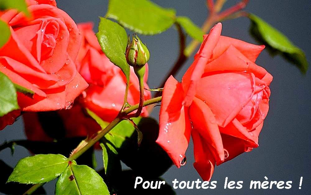 Sigma 70-300mm F4-5.6 APO Macro Super II sample photo. Pour toutes les mères ! photography