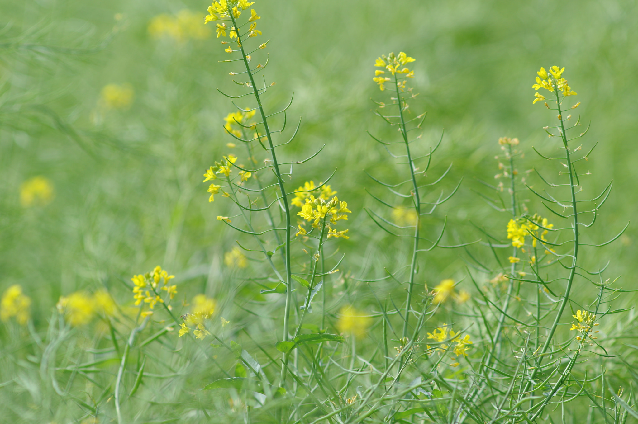 Pentax K-3 + Pentax smc DA* 200mm F2.8 ED (IF) SDM sample photo. An usual scene here... photography