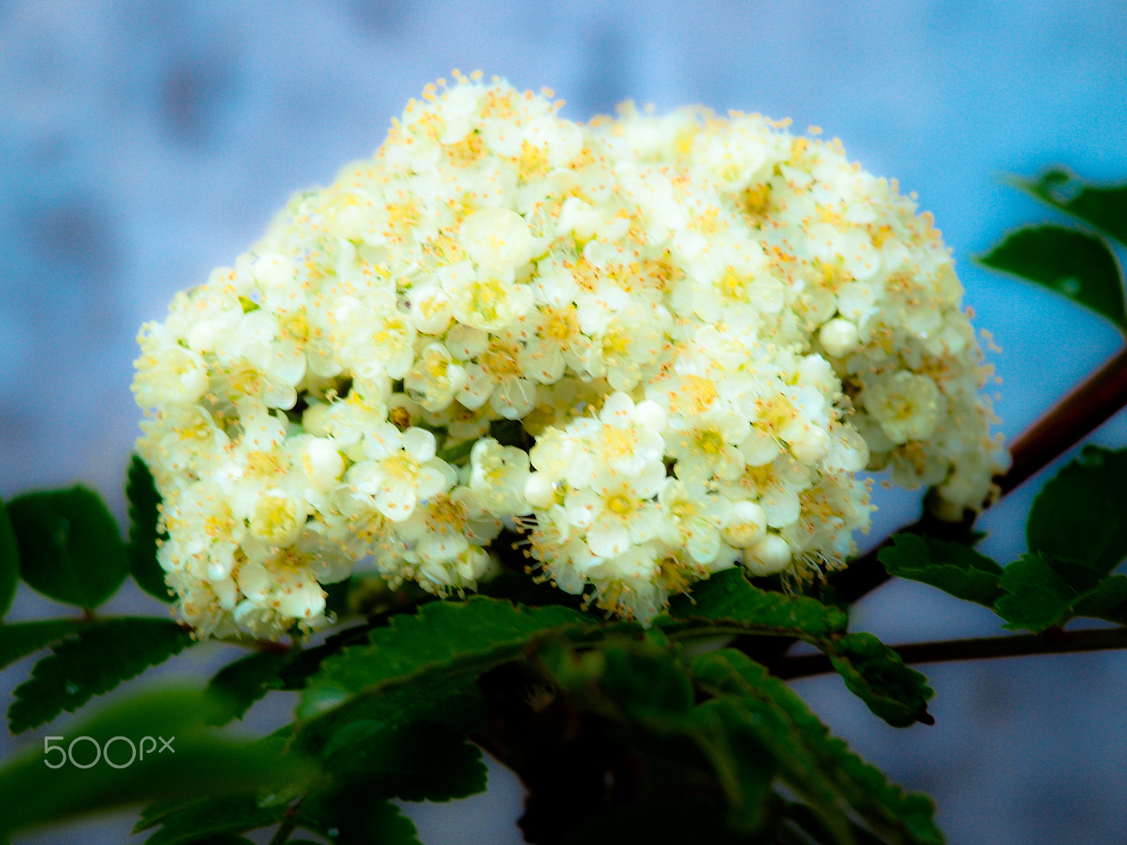 Olympus Zuiko Digital ED 40-150mm F4.0-5.6 sample photo. Yellow and white photography