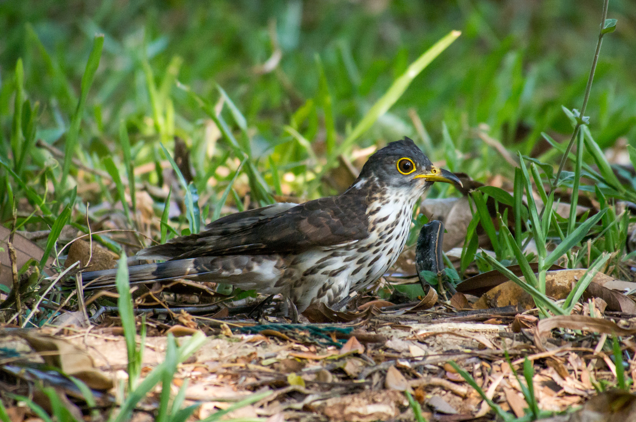 Olympus OM-D E-M5 sample photo. Juvenile malaysian hawk cuckoo photography
