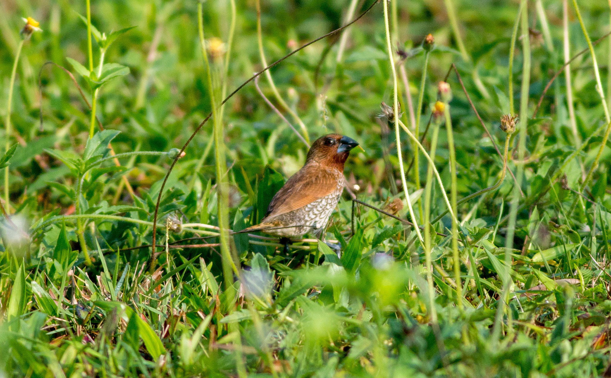 Canon EOS 70D + Canon EF 400mm F5.6L USM sample photo. Scaly-breasted munia photography
