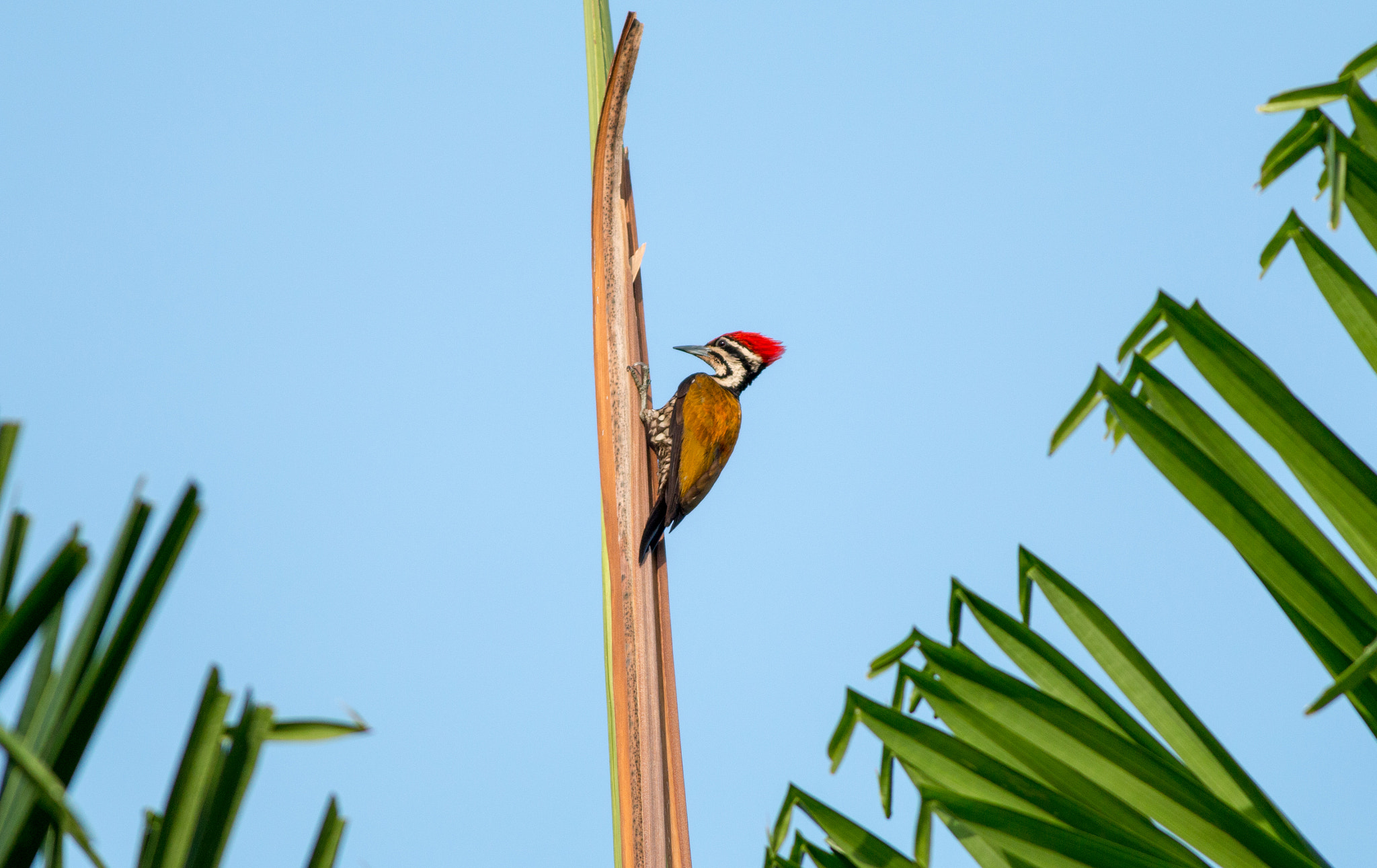 Canon EOS 70D + Canon EF 400mm F5.6L USM sample photo. Common flameback on palm tree photography