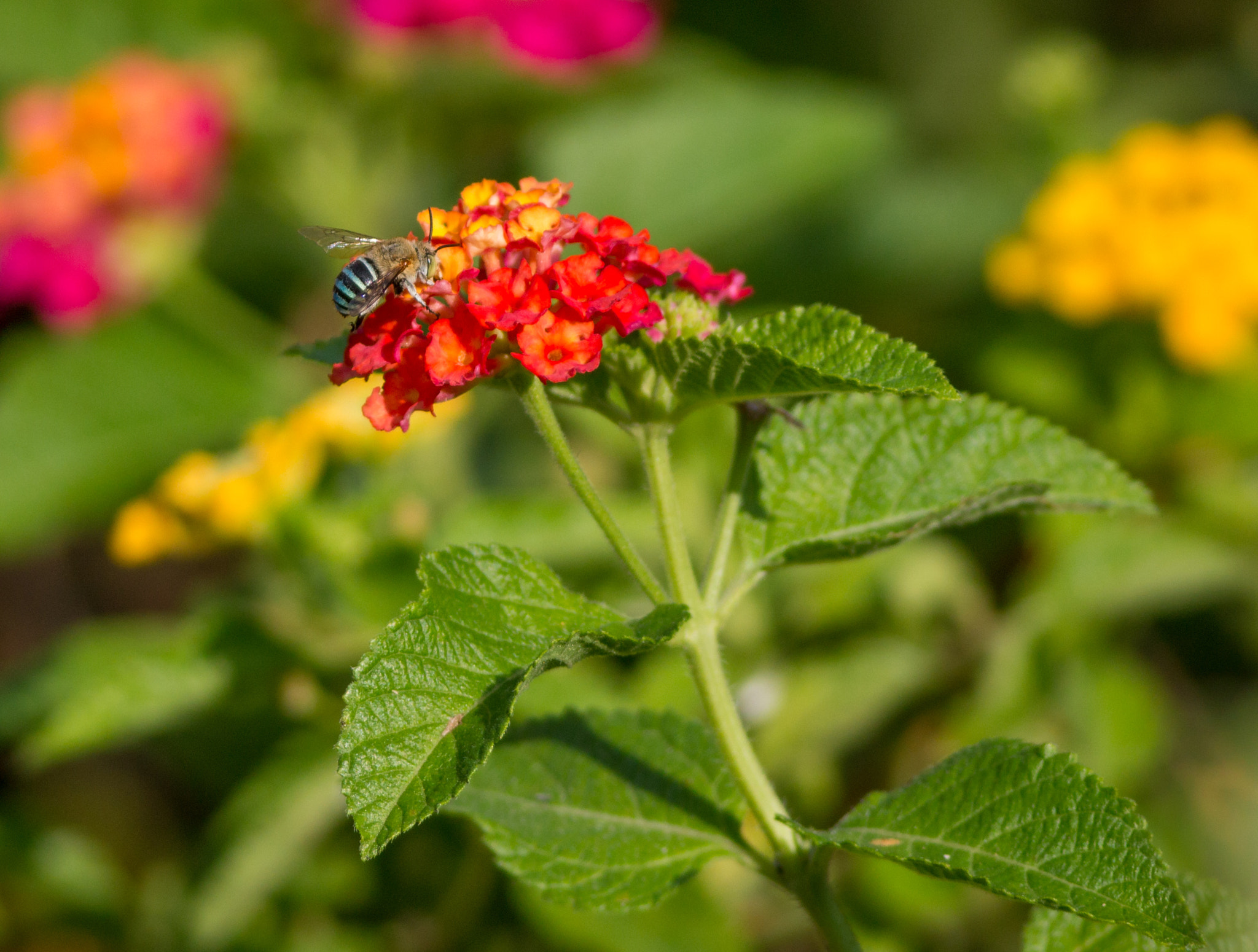 Canon EOS 70D + Canon EF 400mm F5.6L USM sample photo. Blue-banded bee photography