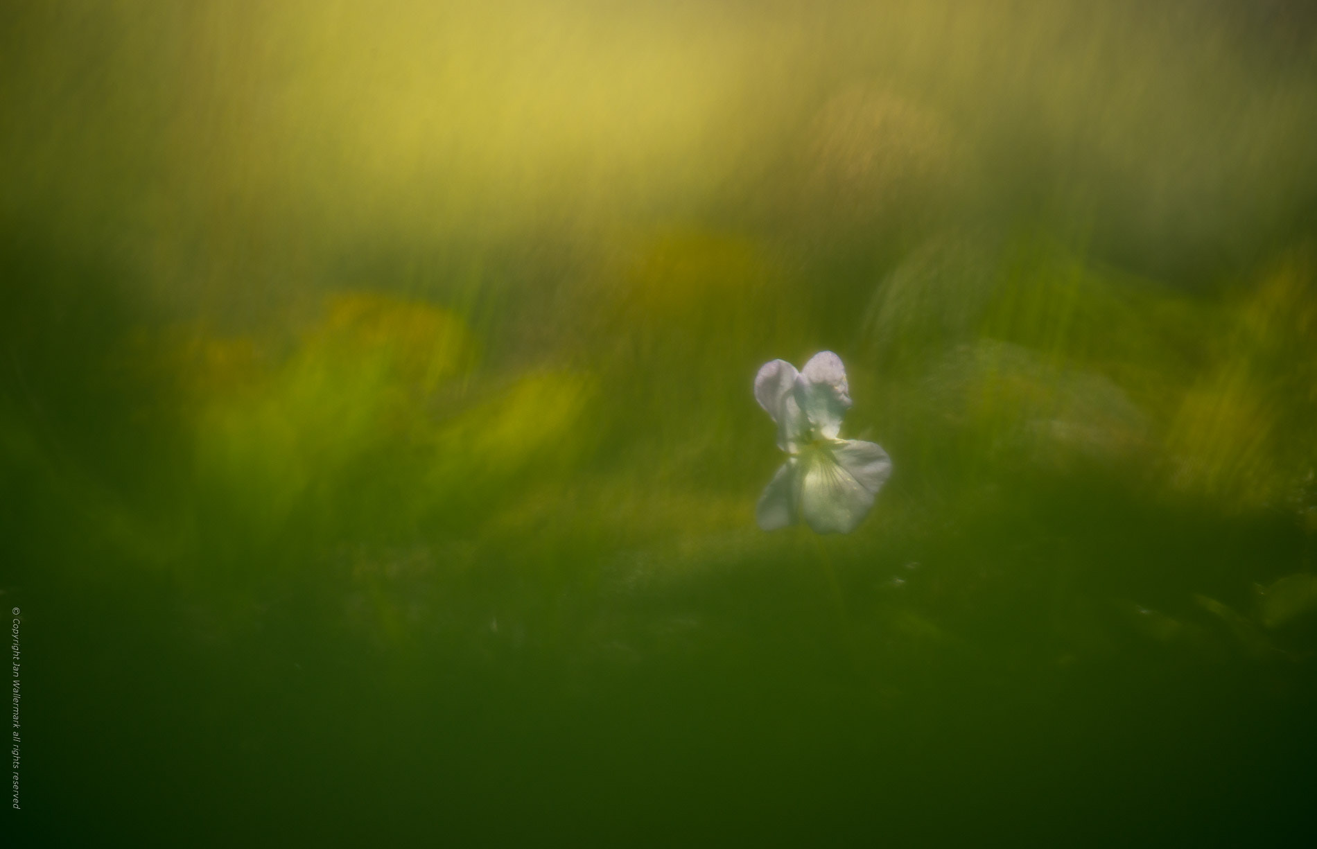 Nikon AF-S Nikkor 200-500mm F5.6E ED VR sample photo. Forest mystic photography