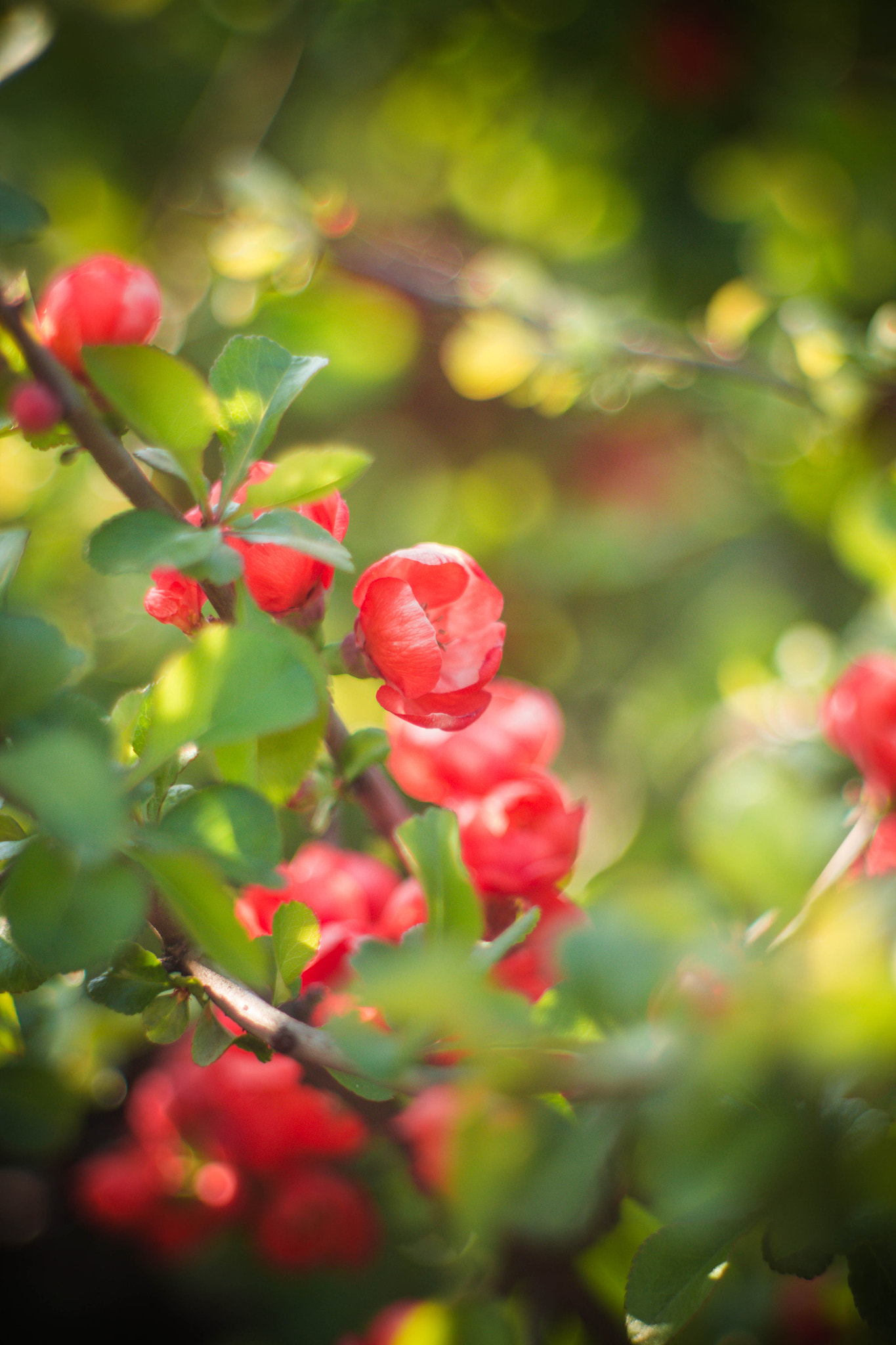 Canon EF 35-80mm f/4-5.6 sample photo