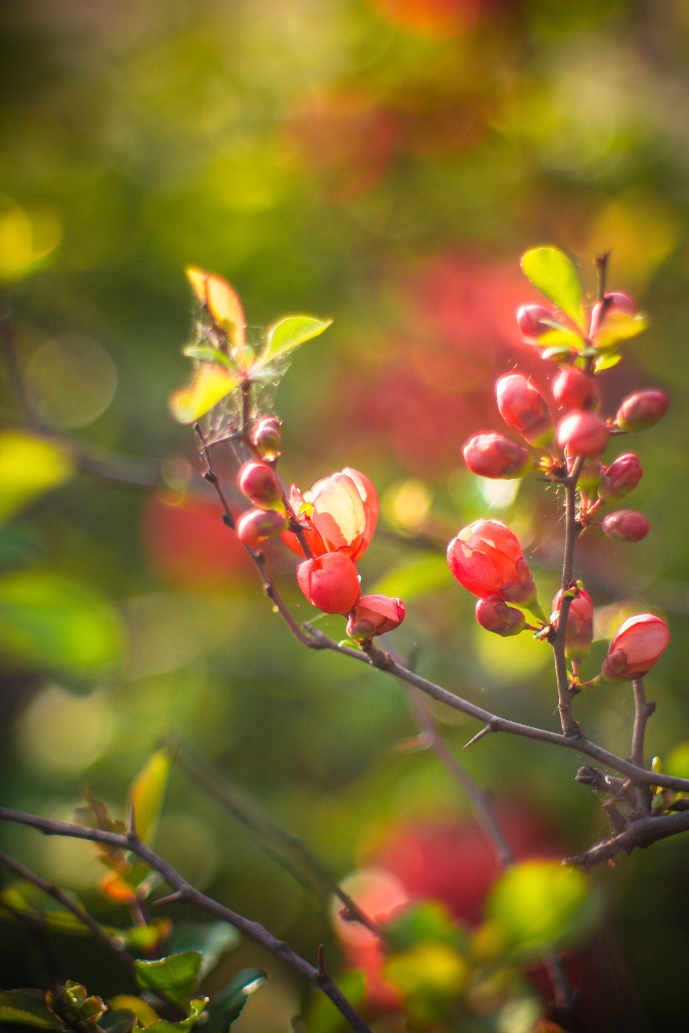 Canon EF 35-80mm f/4-5.6 sample photo