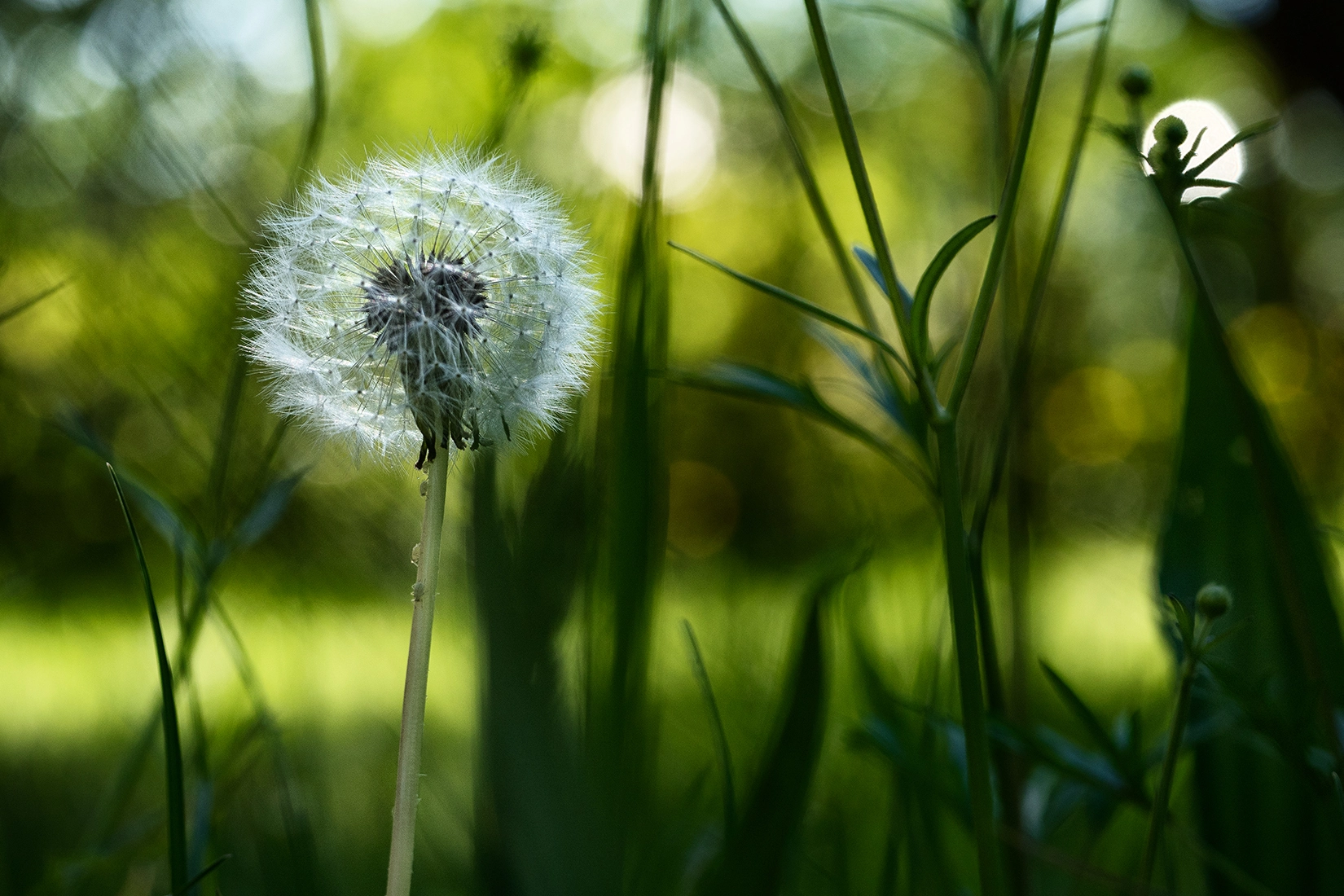 Panasonic Leica DG Macro-Elmarit 45mm F2.8 ASPH OIS sample photo. What a wonderful world photography