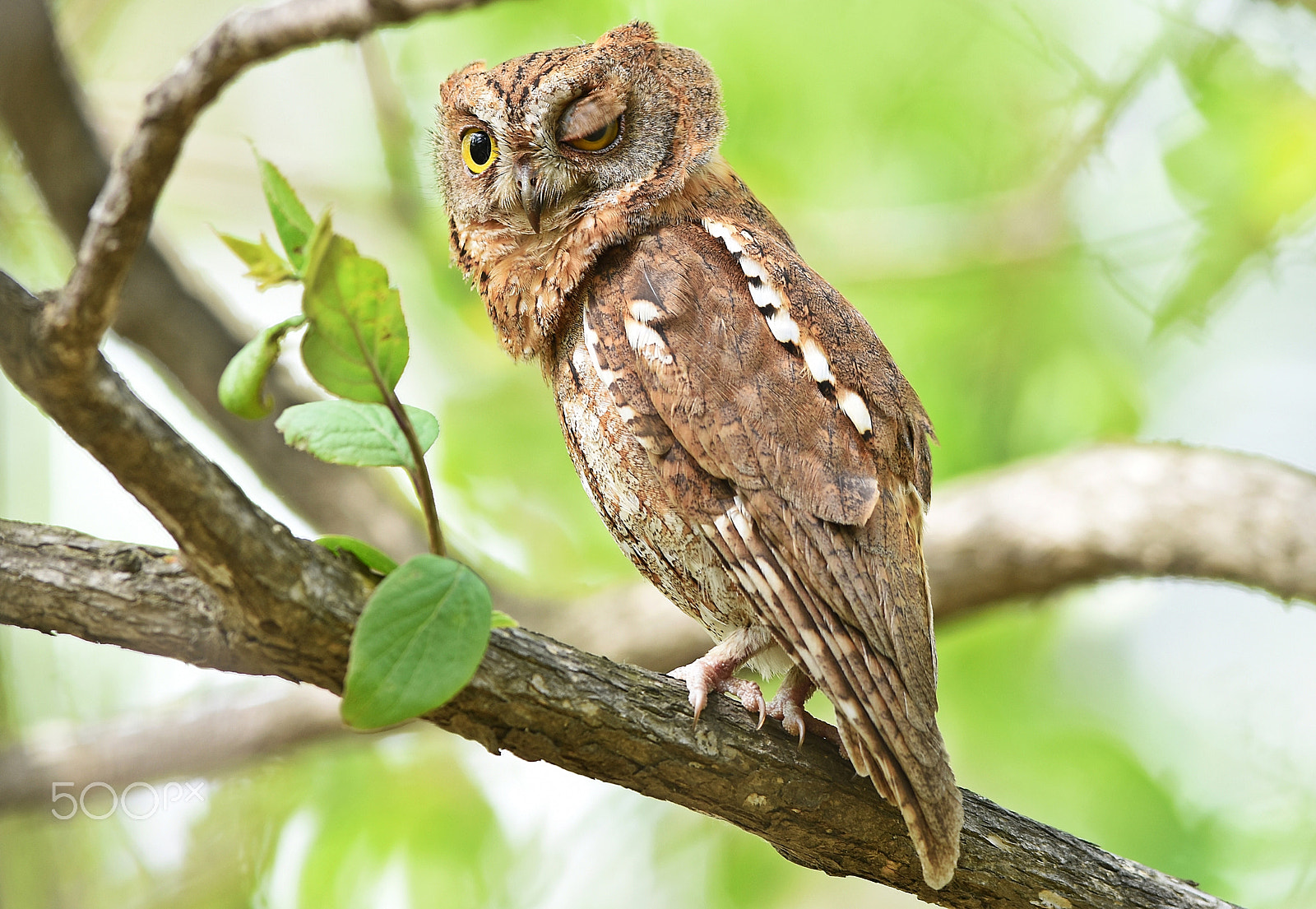 Nikon AF-S Nikkor 400mm F2.8D ED-IF II sample photo. Screech owl photography