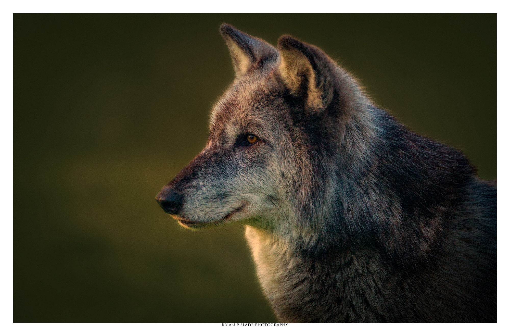 Sigma 150-600mm F5-6.3 DG OS HSM | C sample photo. Mosi in portrait photography