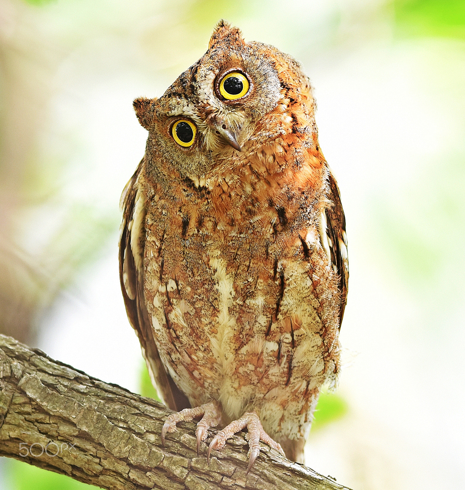 Nikon AF-S Nikkor 400mm F2.8D ED-IF II sample photo. Screech owl photography