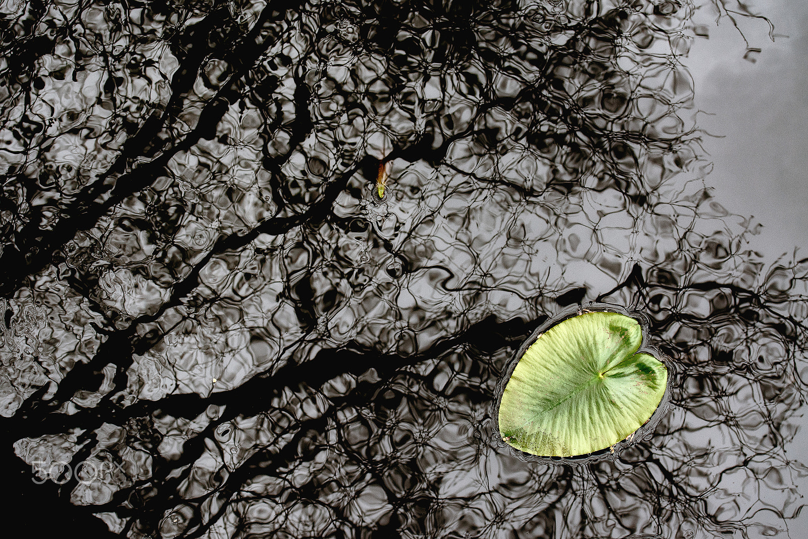 AF Zoom-Nikkor 28-80mm f/3.5-5.6D sample photo. Reflections photography