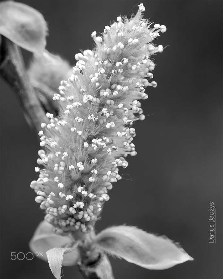 Sigma 150mm F2.8 EX DG OS Macro HSM sample photo. Blooming photography