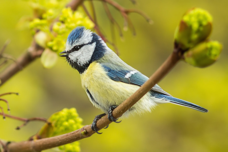 Canon EF 300mm F4L IS USM sample photo. Blaumeise photography