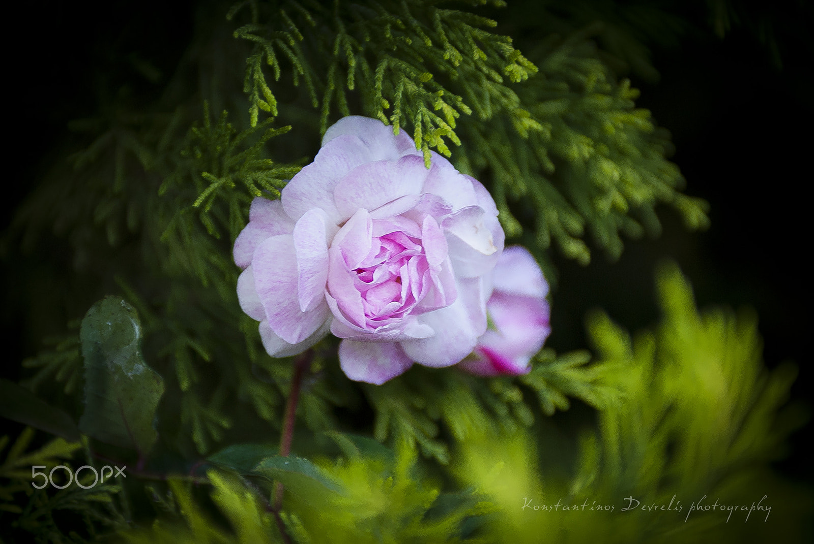 Nikon AF-S Nikkor 28-70mm F2.8 ED-IF sample photo. Gleaming humility ... photography
