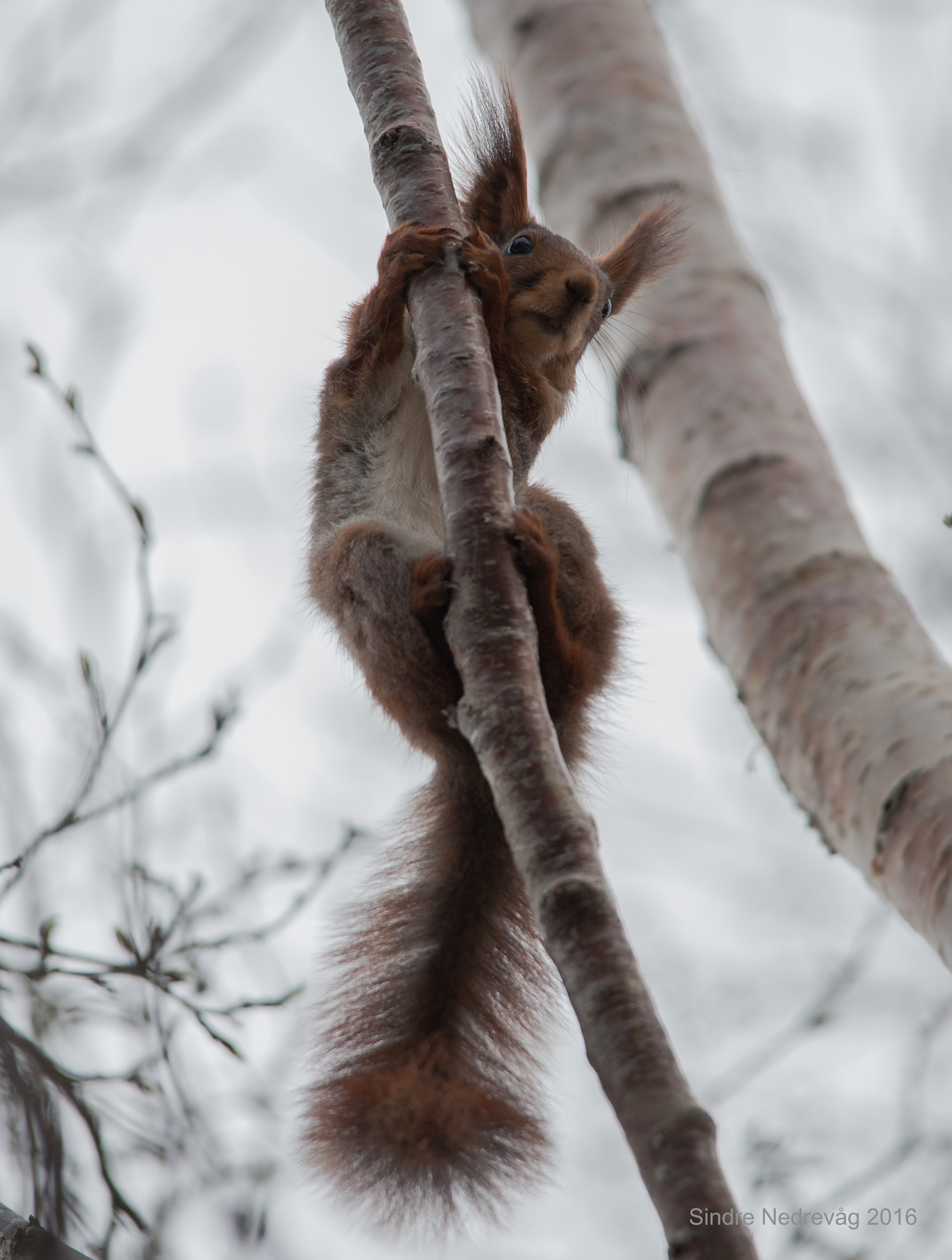 Sigma 150-500mm F5-6.3 DG OS HSM sample photo. The squirrel fireman photography