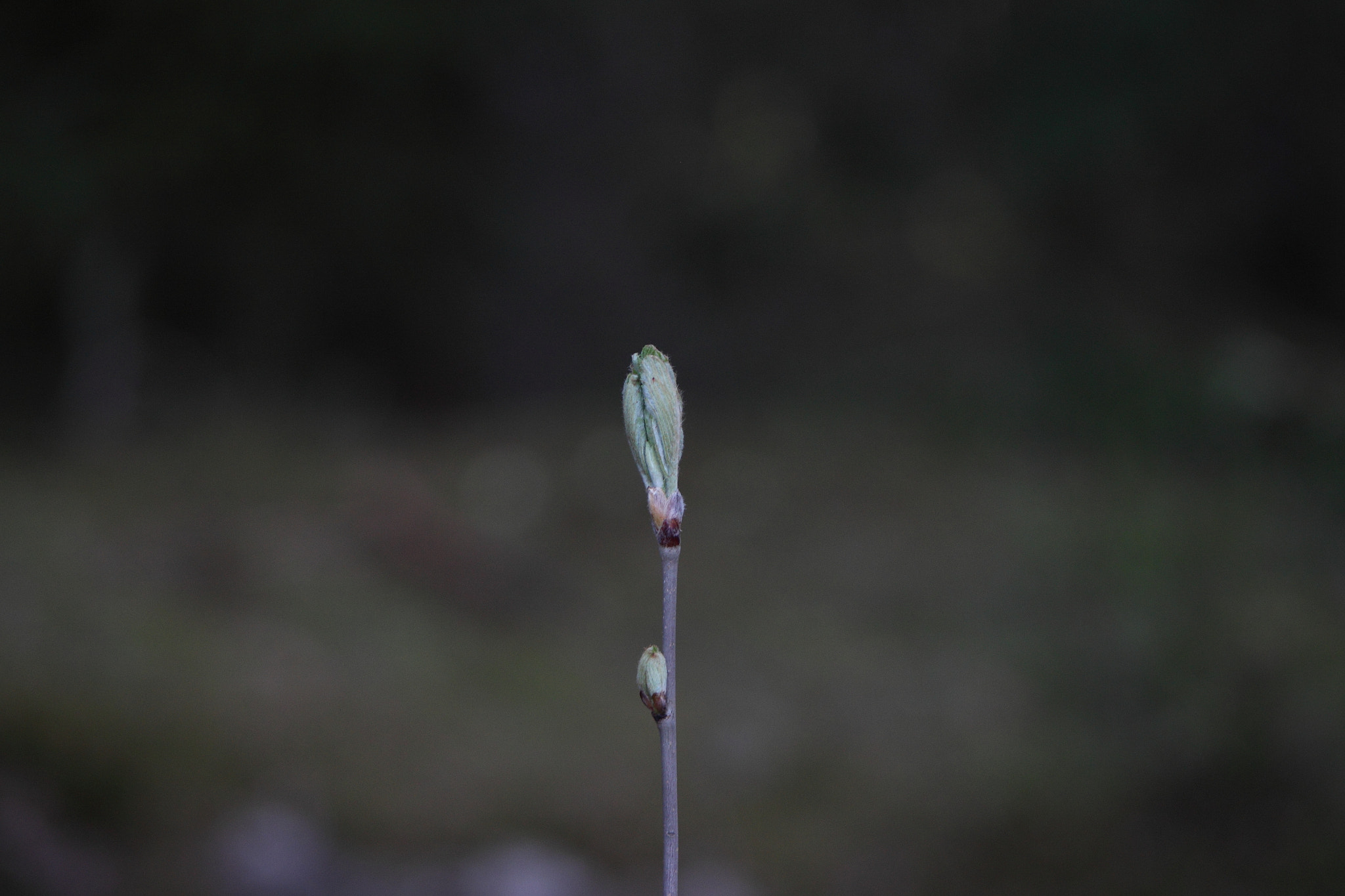 Canon EF 90-300mm F4.5-5.6 sample photo. Warm spring photography