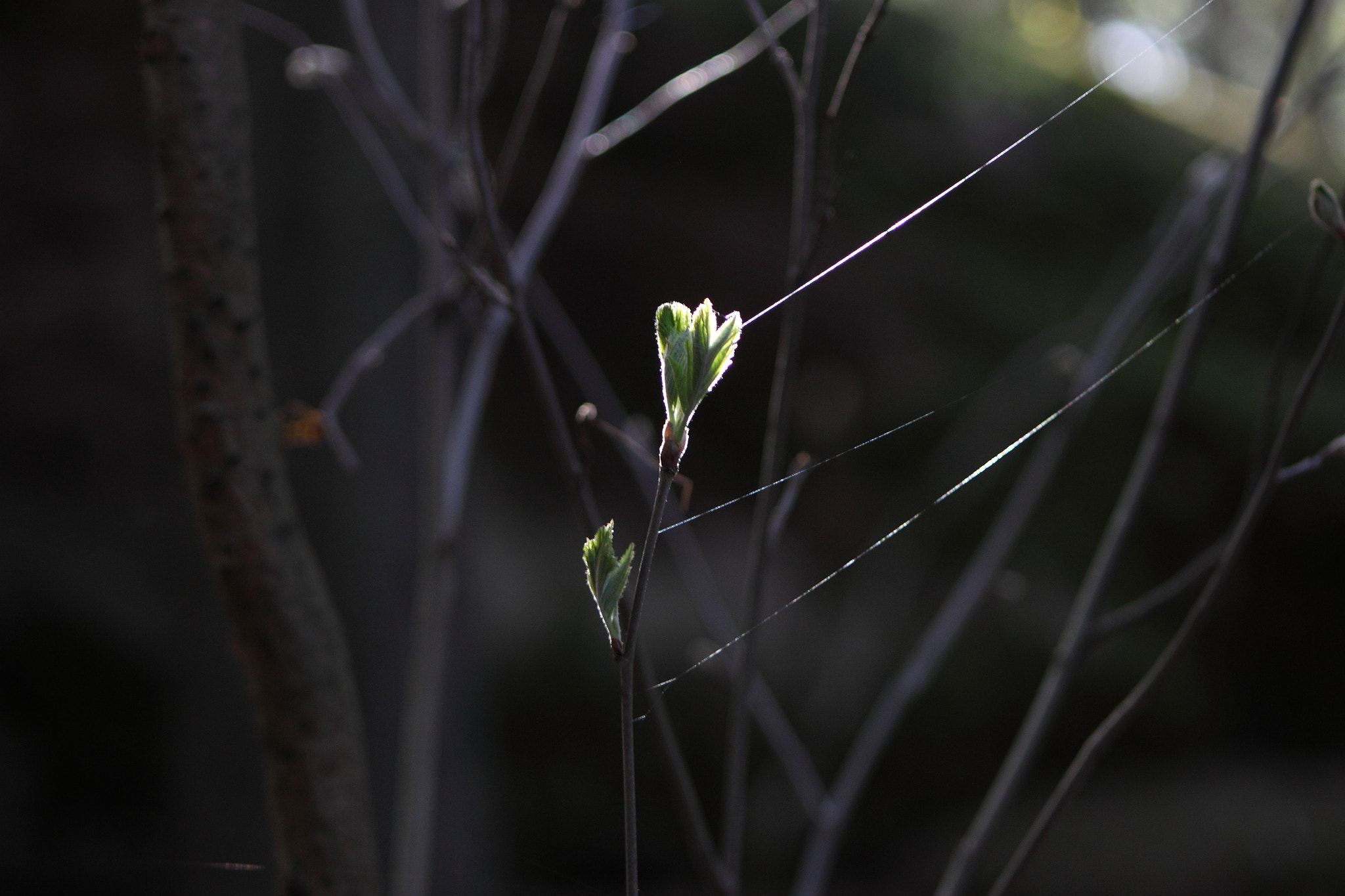 Canon EF 90-300mm F4.5-5.6 sample photo. Warm spring photography