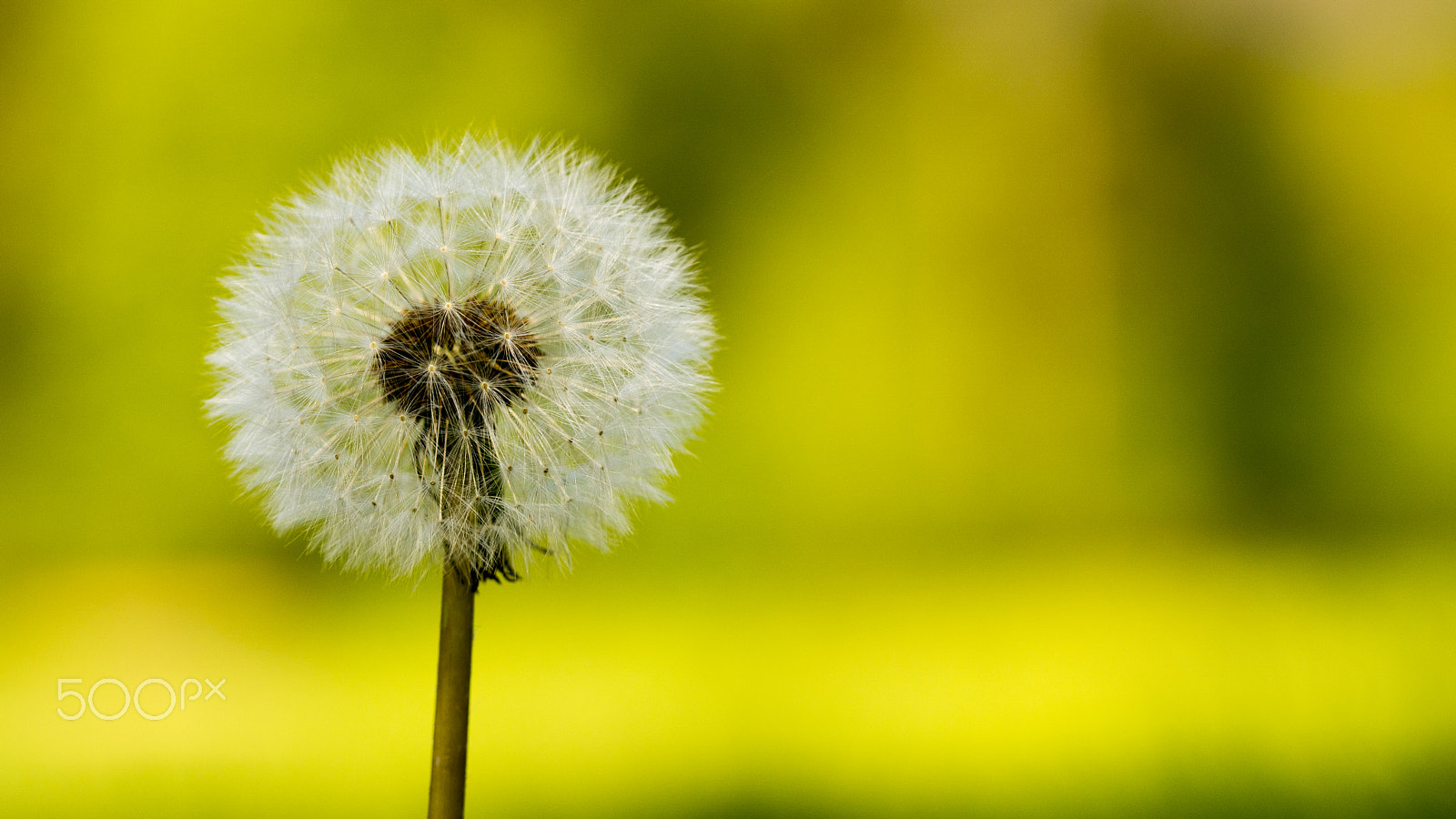 Sony ILCA-77M2 + 105mm F2.8 sample photo. Dandelion photography