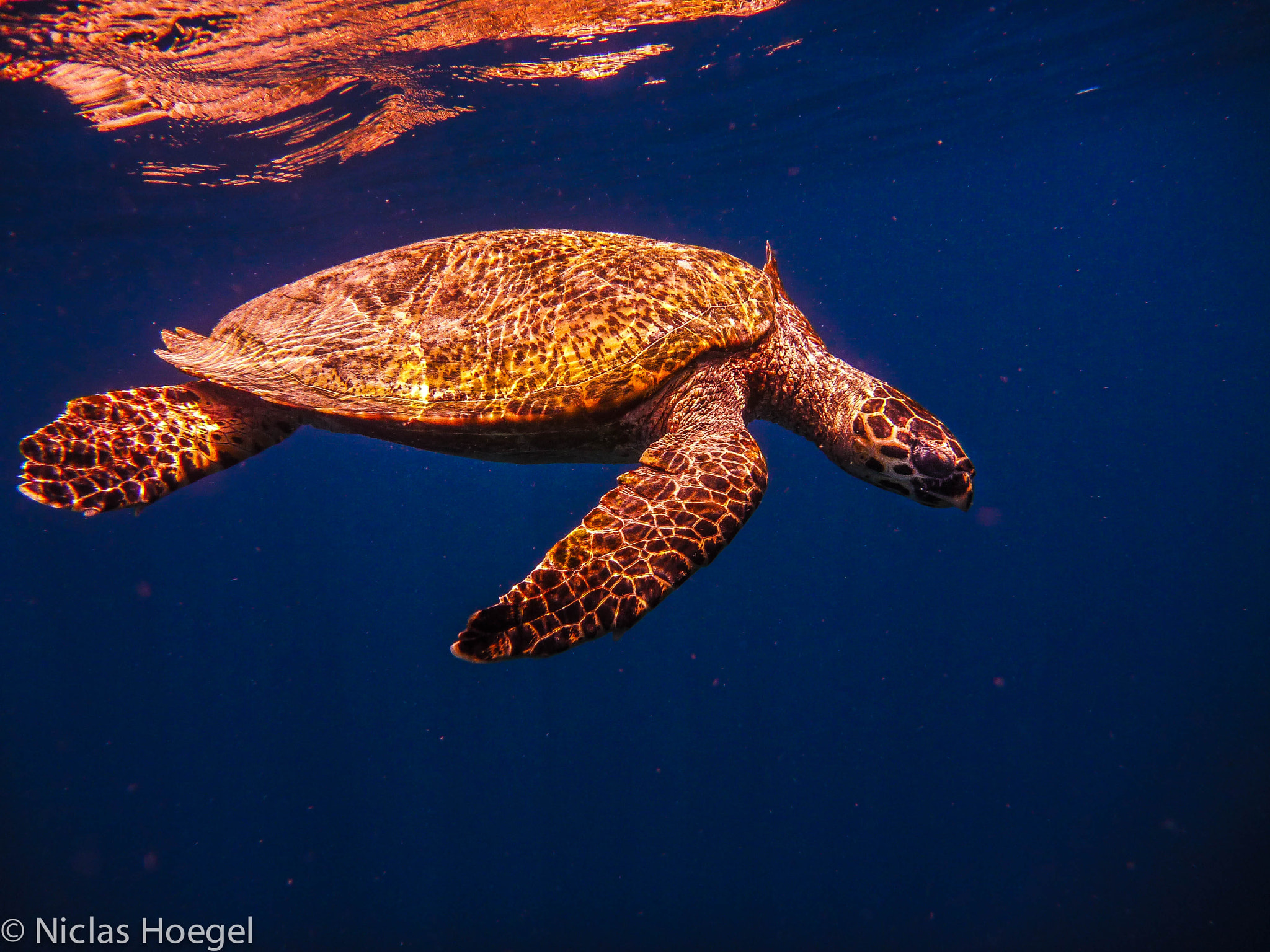 Panasonic DMC-FT1 sample photo. Hawksbill sea turtle hanging loose photography