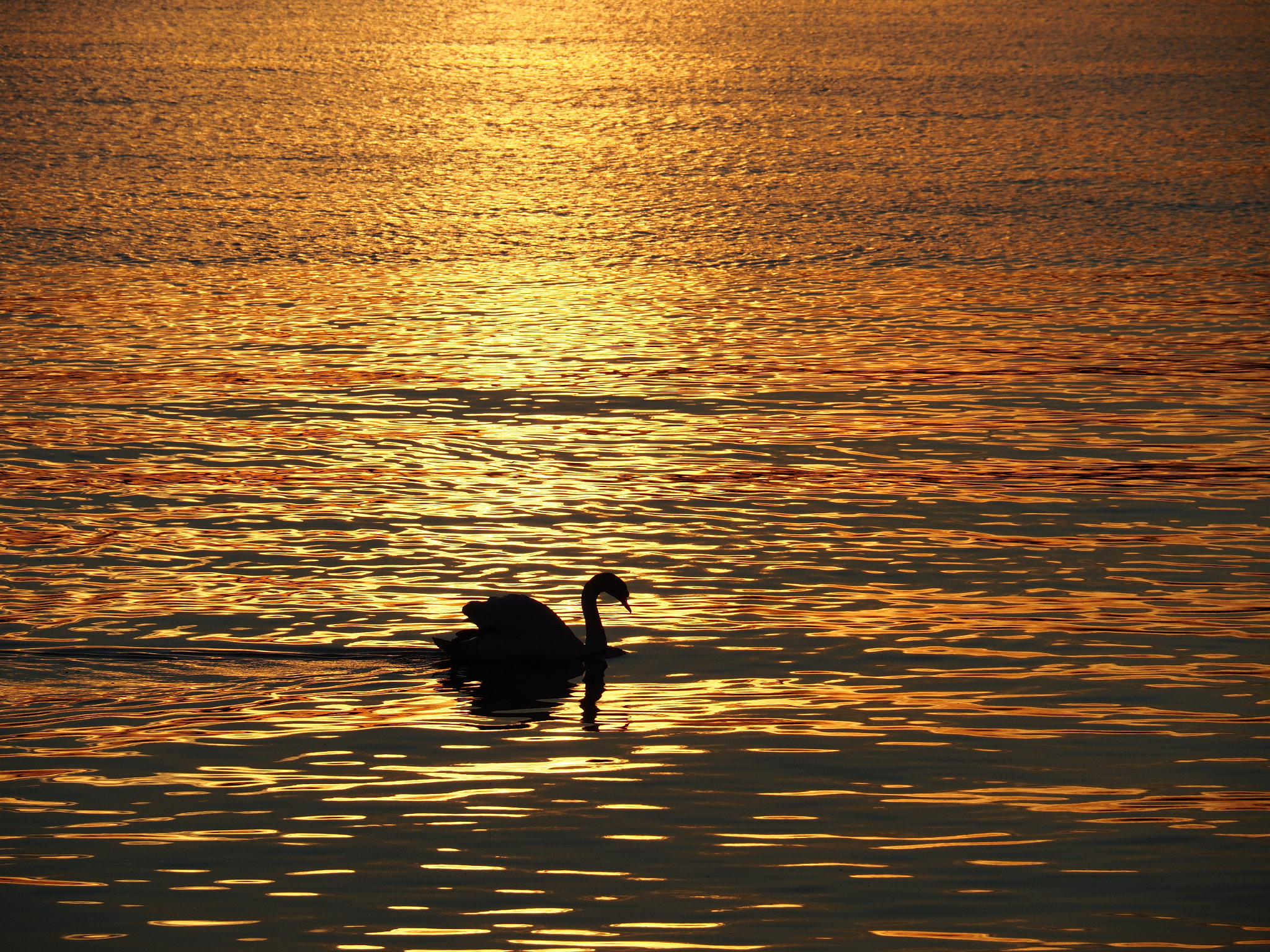 OLYMPUS M.14-150mm F4.0-5.6 II sample photo. Swan at sunset photography