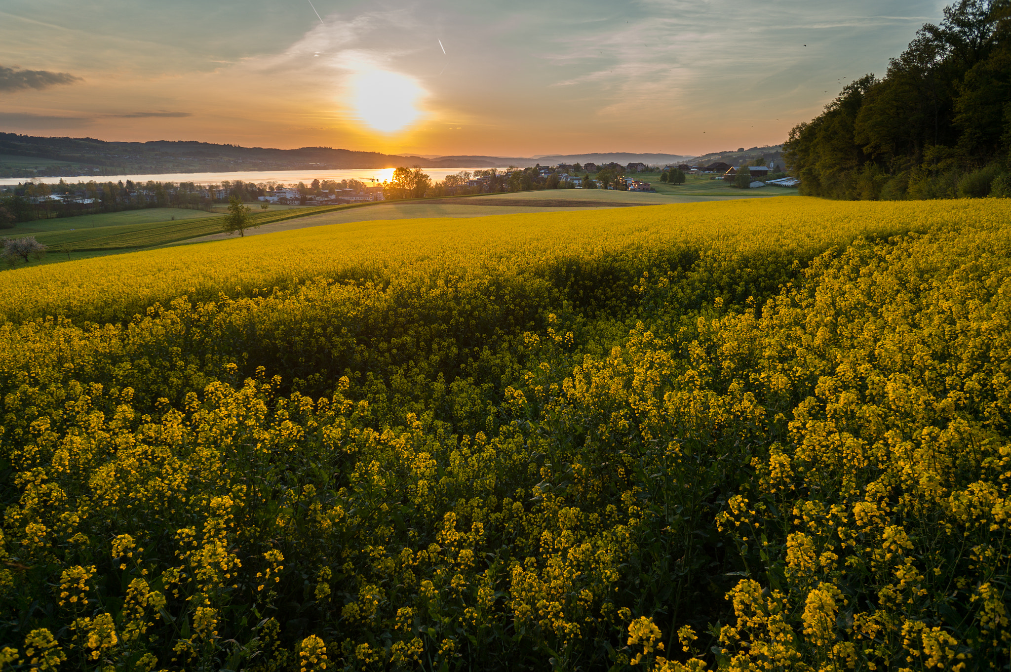 Sony Alpha NEX-5T + Sony E 16mm F2.8 sample photo. Canola field photography