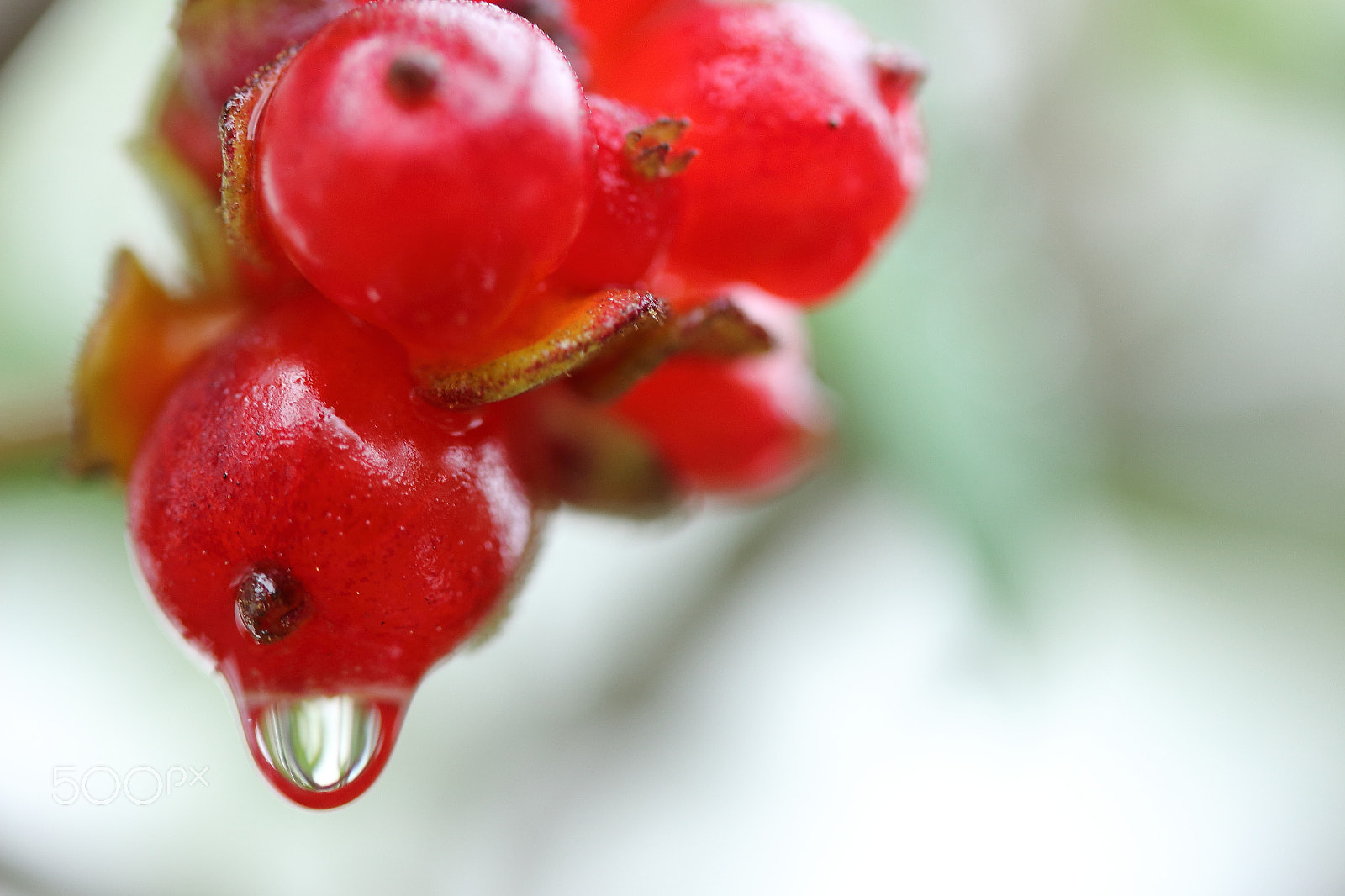 Canon EOS 700D (EOS Rebel T5i / EOS Kiss X7i) sample photo. Dew on red honeysuckle berries photography